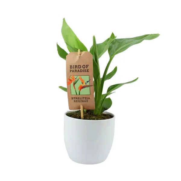 Plants By Post Orange/Blue Bird Of Paradise Plant In 12Cm Pot – Strelitzia Reginae Indoor Tropical Houseplant - Yes