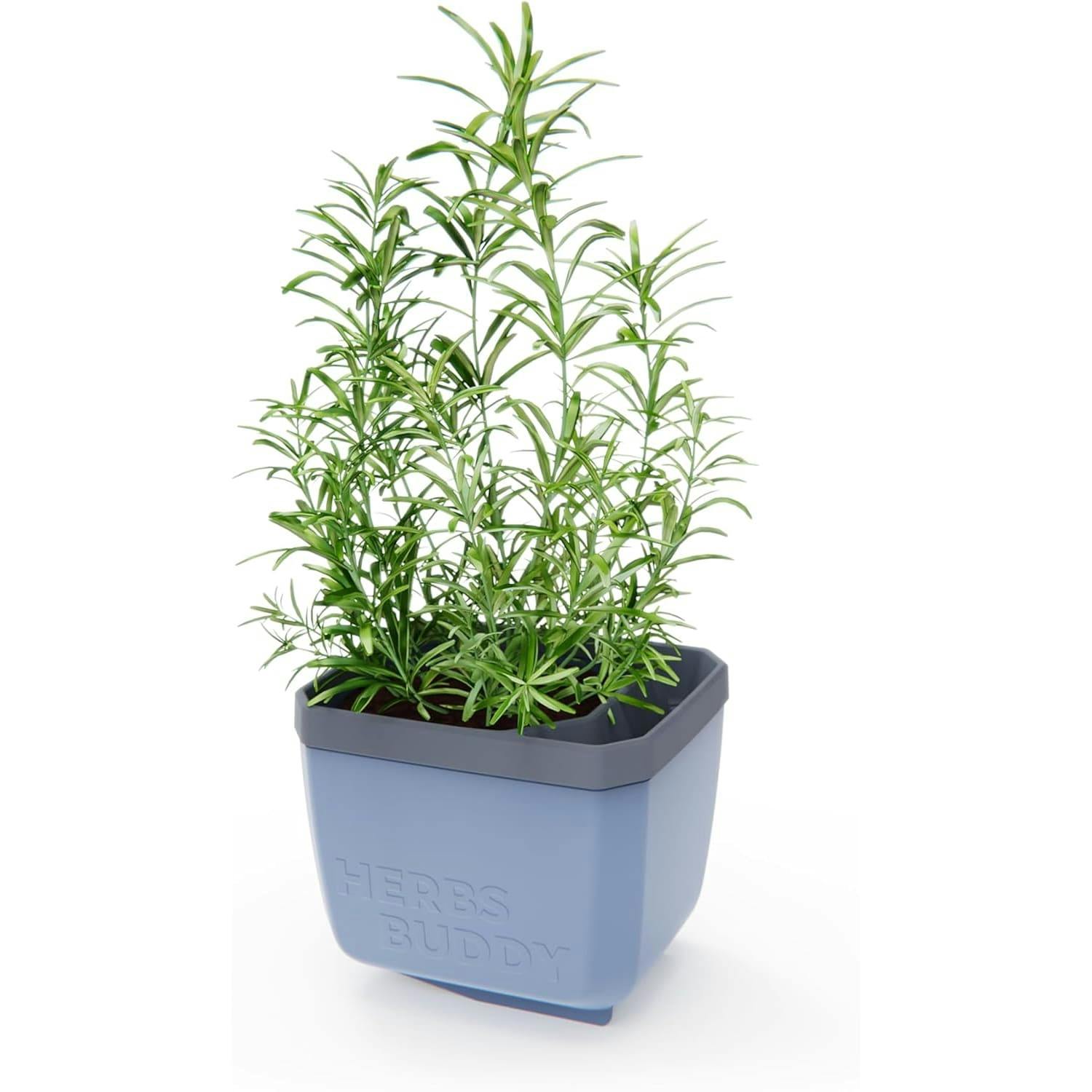 Rackhams Blue Herbs Buddy Herb Pot With Water Reservoir - 1 Pc