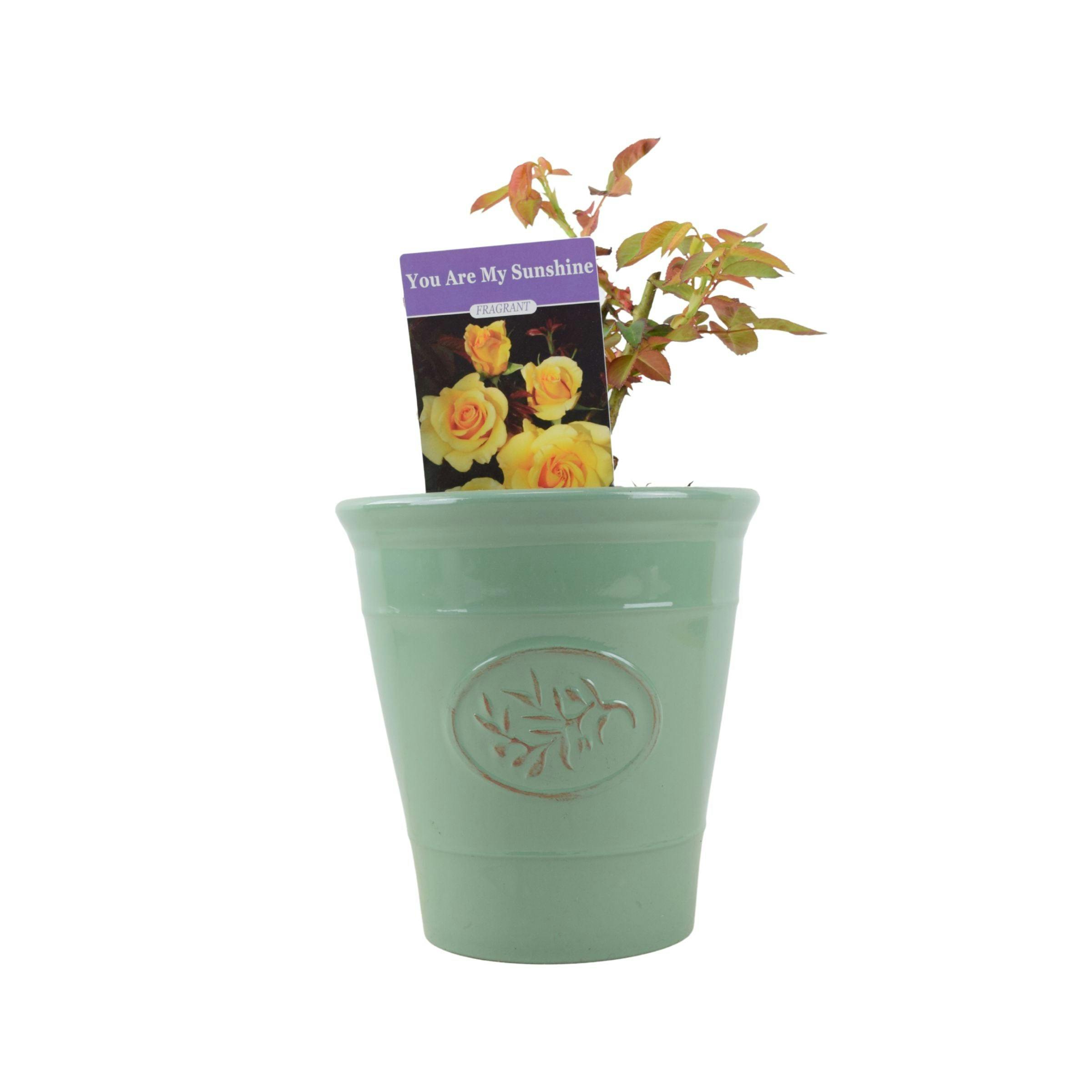 Yellow/Green Rose You Are My Sunshine - Vibrant Patio Rose In 4L Pot - Plastic Olive Pot