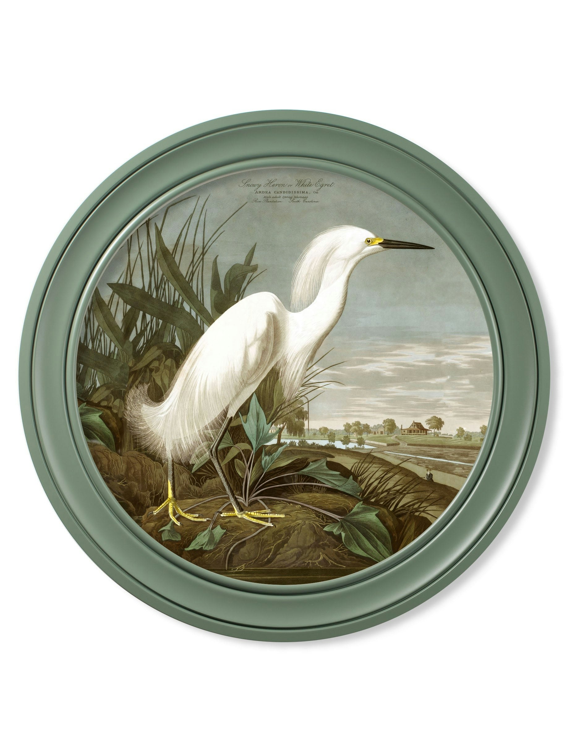Rackhams Green C.1838 Audubon's Snowy Heron In Frame - 70 X 70Cm - Oxford Round