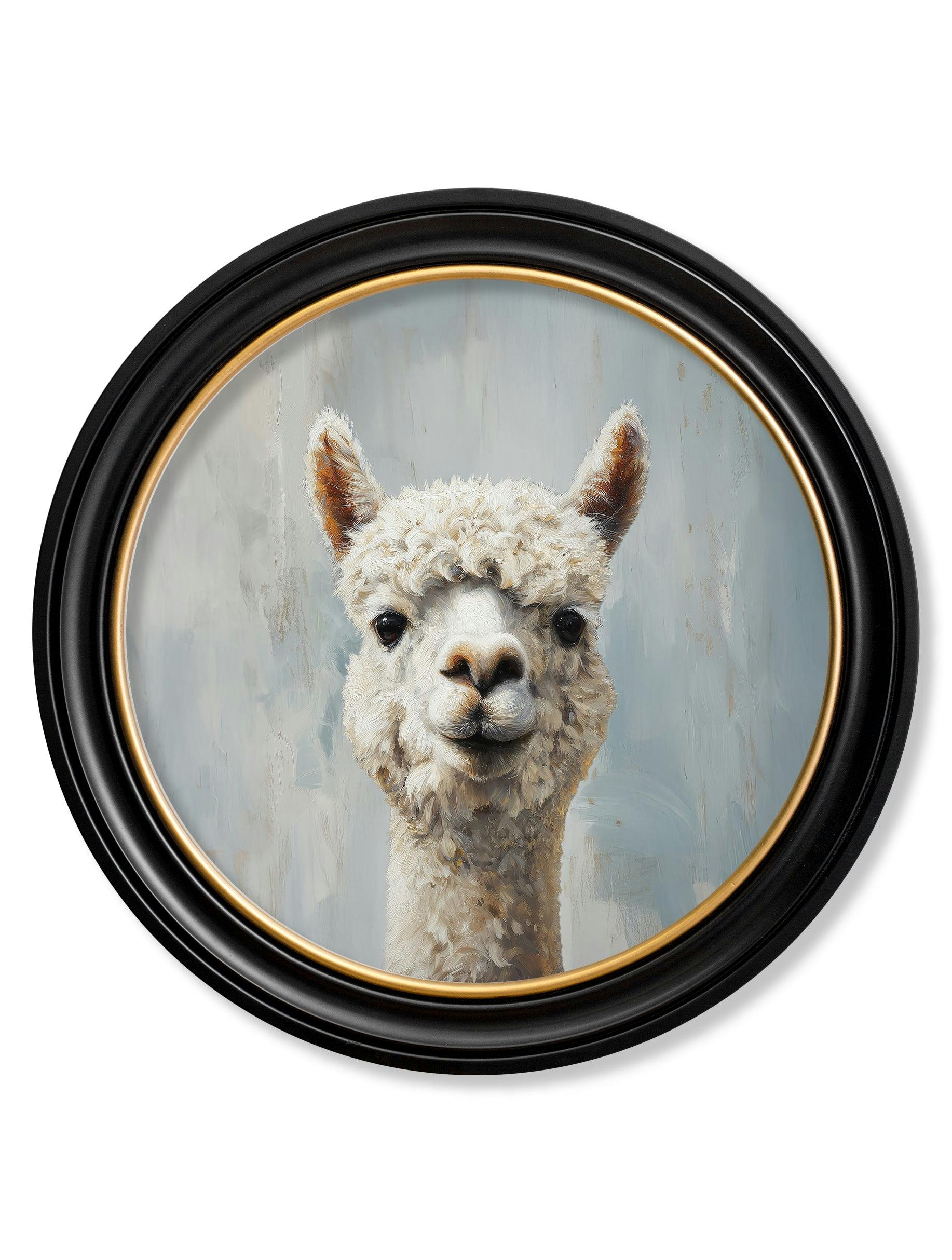 Rackhams Blue/Black/Gold The Goofy Alpaca - Oxford Round Frame - The Goofy Alpaca - 96 X 96Cm