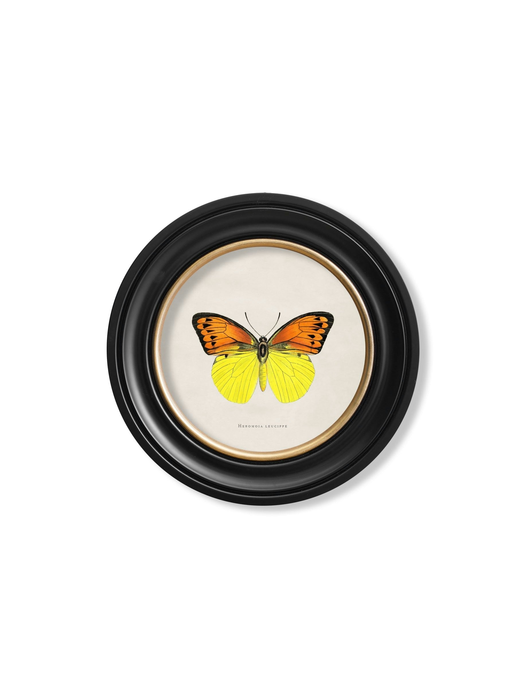 Rackhams Black/Yellow C.1835 Tropical Butterflies - Round Frames - 44 X 44Cm - Butterfly