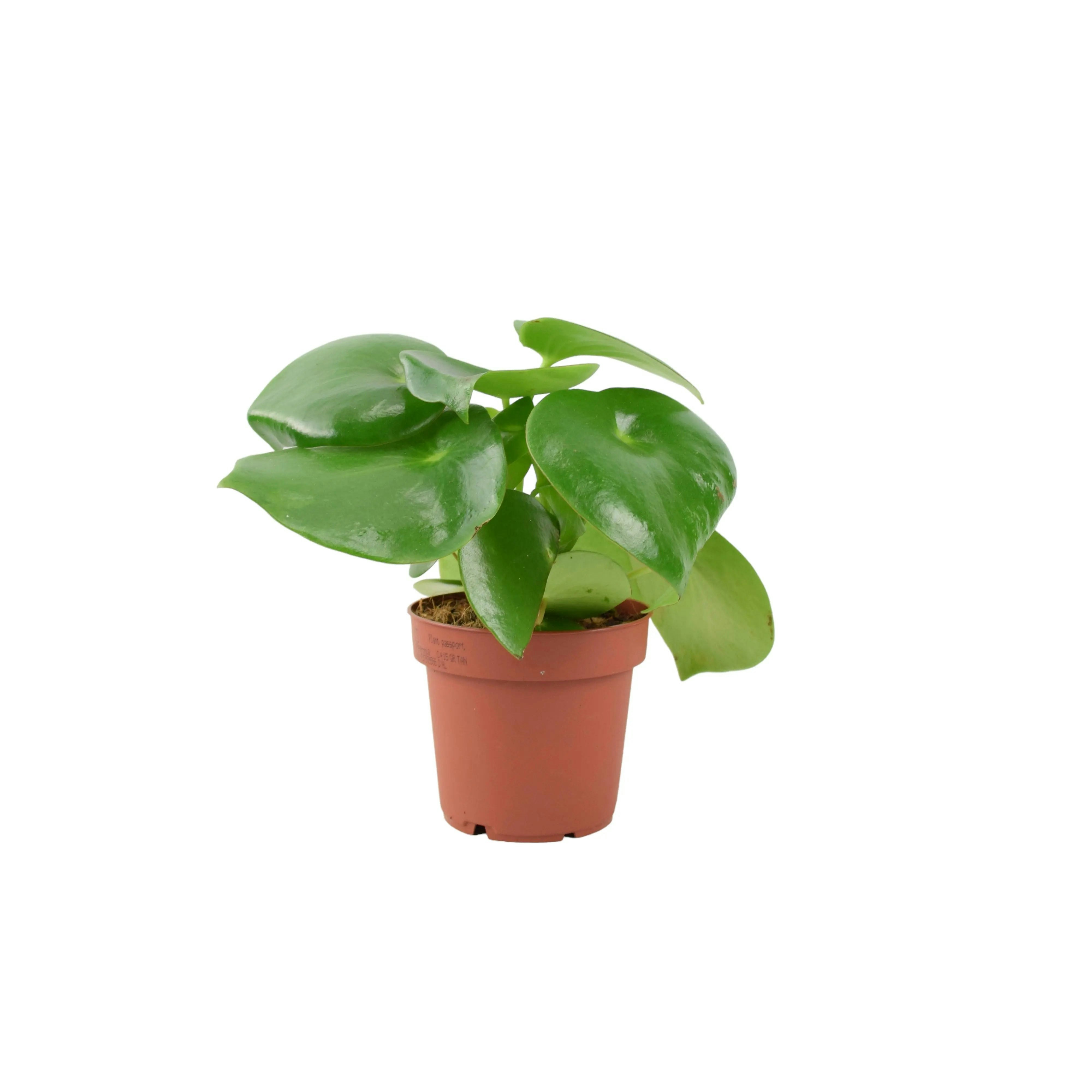 Light/Green Peperomia Polybotrya Raindrop Plant - Pilea Polybotrya In 12Cm Pot - No Container
