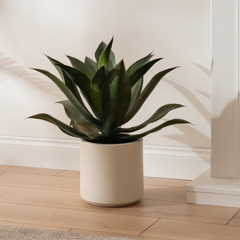 Scottish Everlastings White 57Cm Oversized Agave