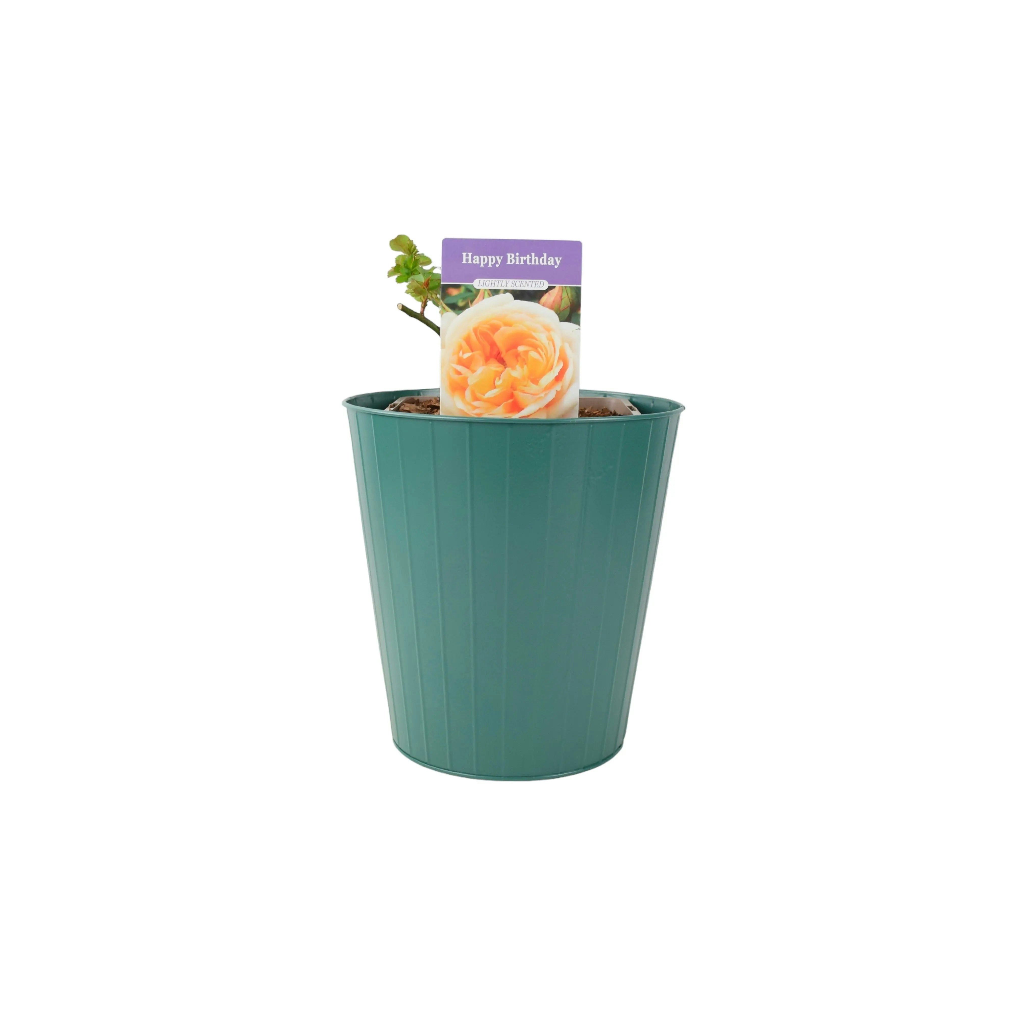 Plants By Post Cream Happy Birthday Floribunda Rose - Blooms In 5.5L Pot - Metal Teal Vertical Line