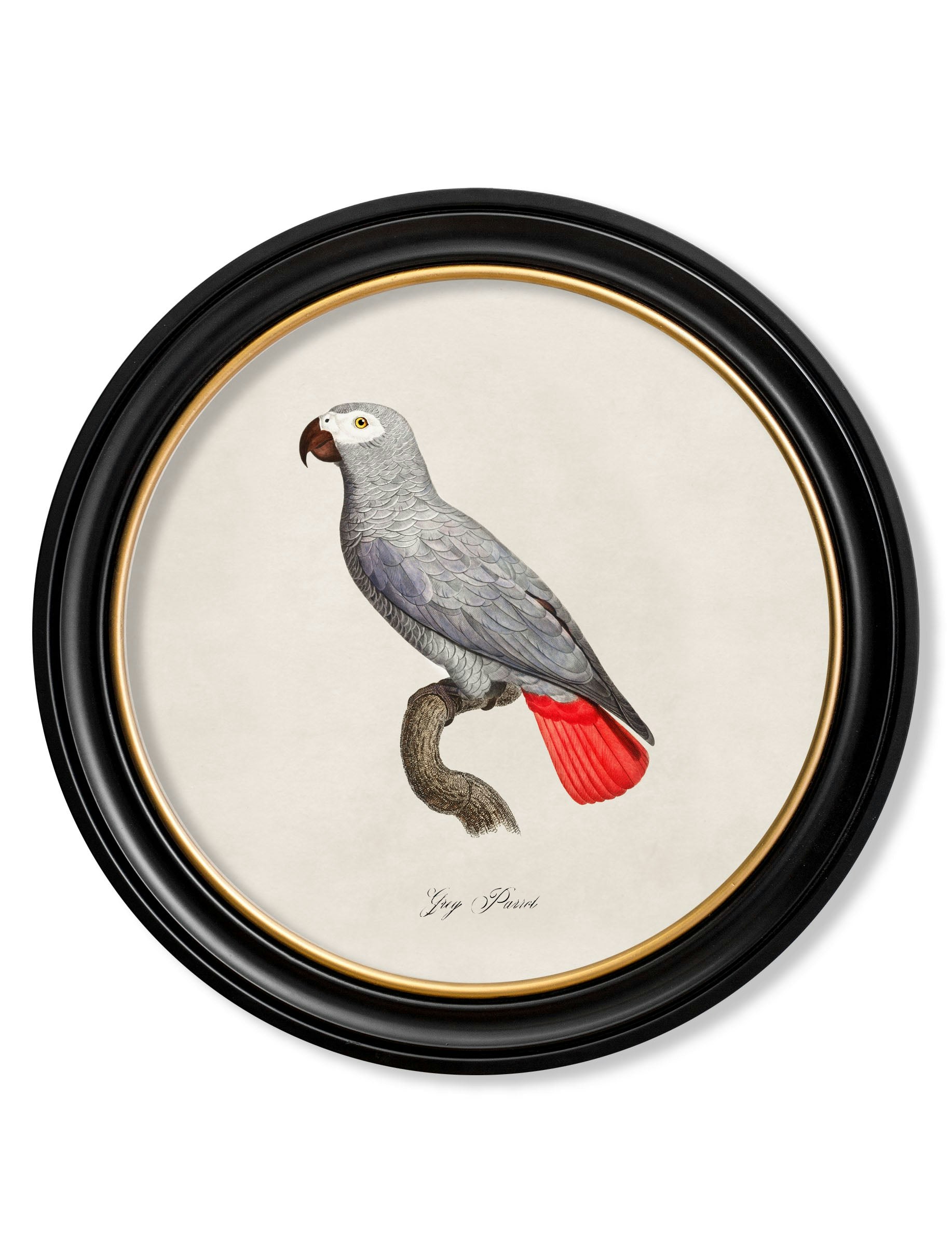 Rackhams Black/Grey C.1800's Collection Of Parrots In Round Frames 1 - 70 X 70Cm - Parrot