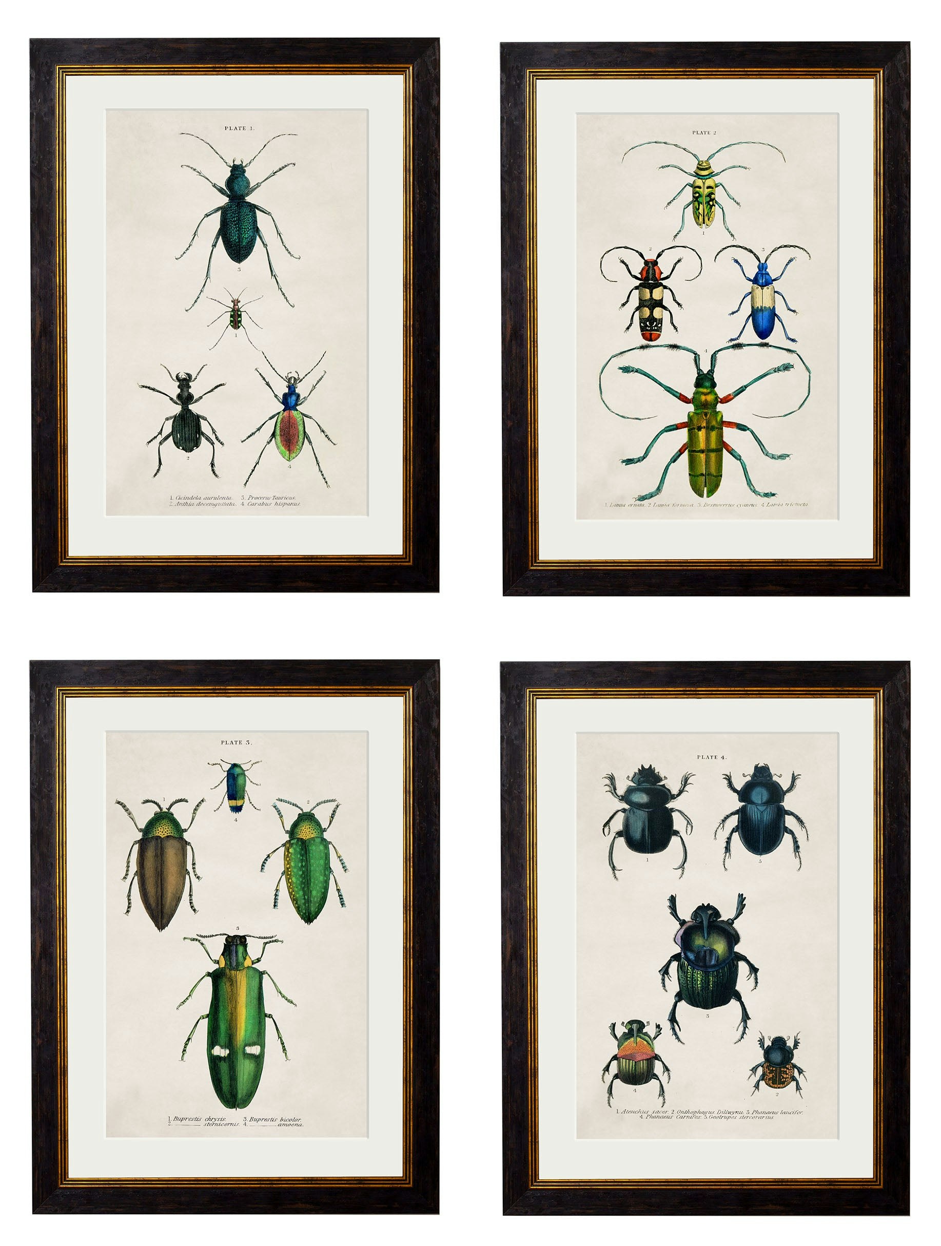 Rackhams Black C.1836 Studies Of Beetles - 50 X 70Cm - Collection Of 4