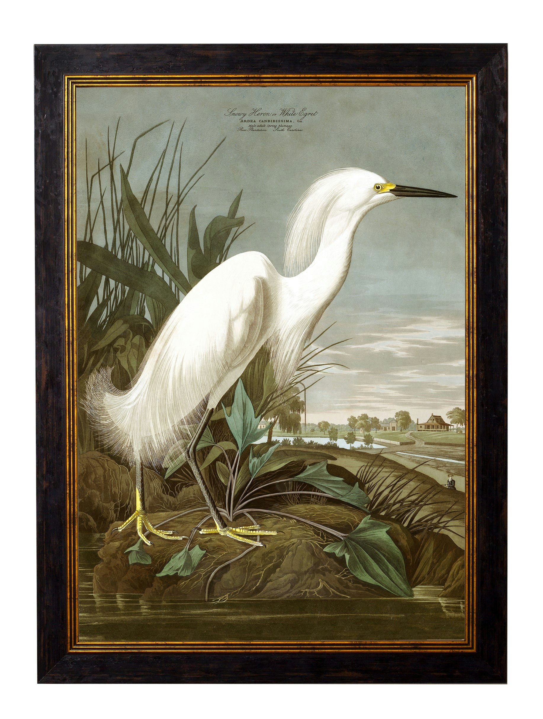 Rackhams C.1838 Audubon's Herons - 38 X 50Cm - No Mount - Snowy Heron