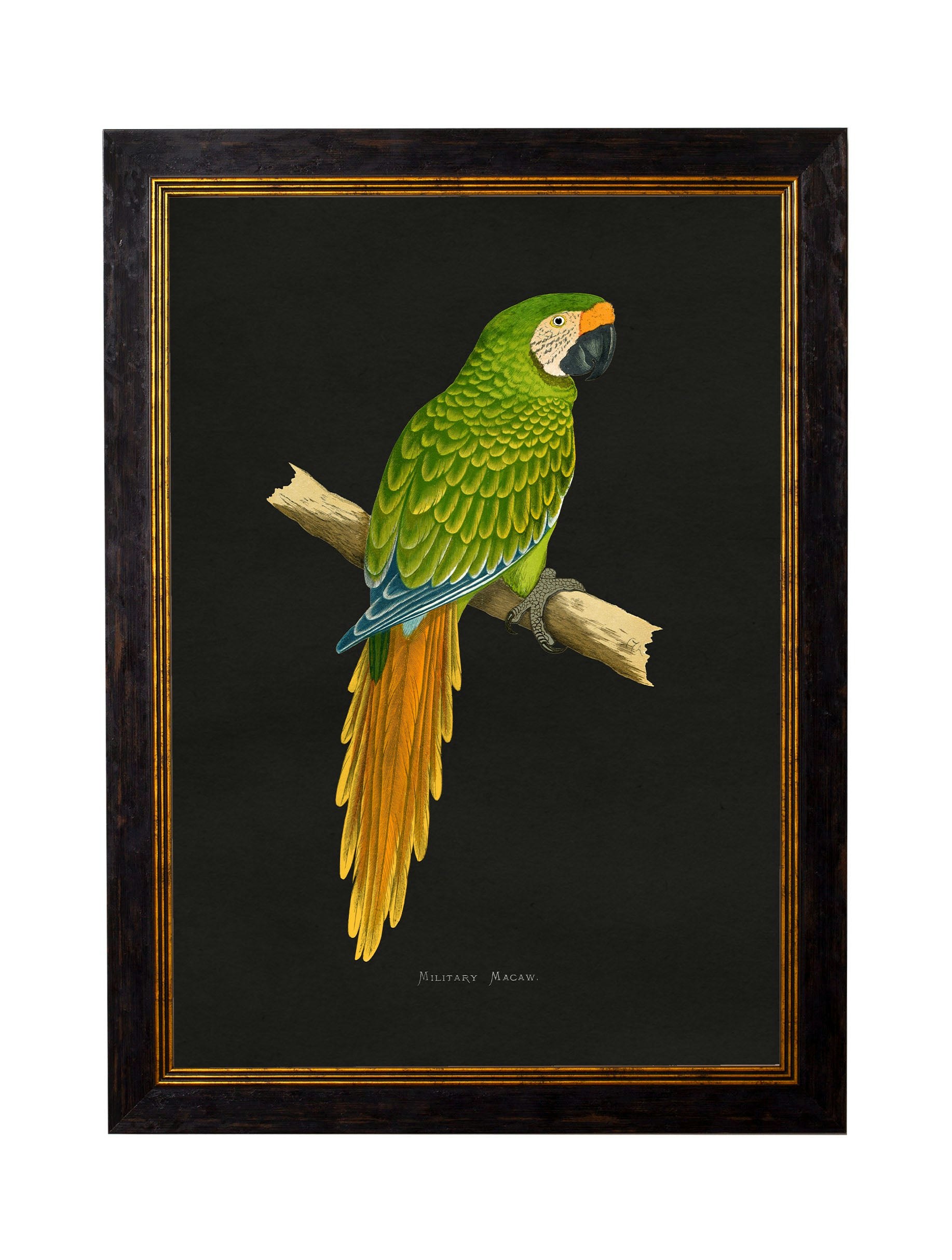 Rackhams Dark/Black C.1884 Macaws - Background - 38 X 50Cm - Military Macaw