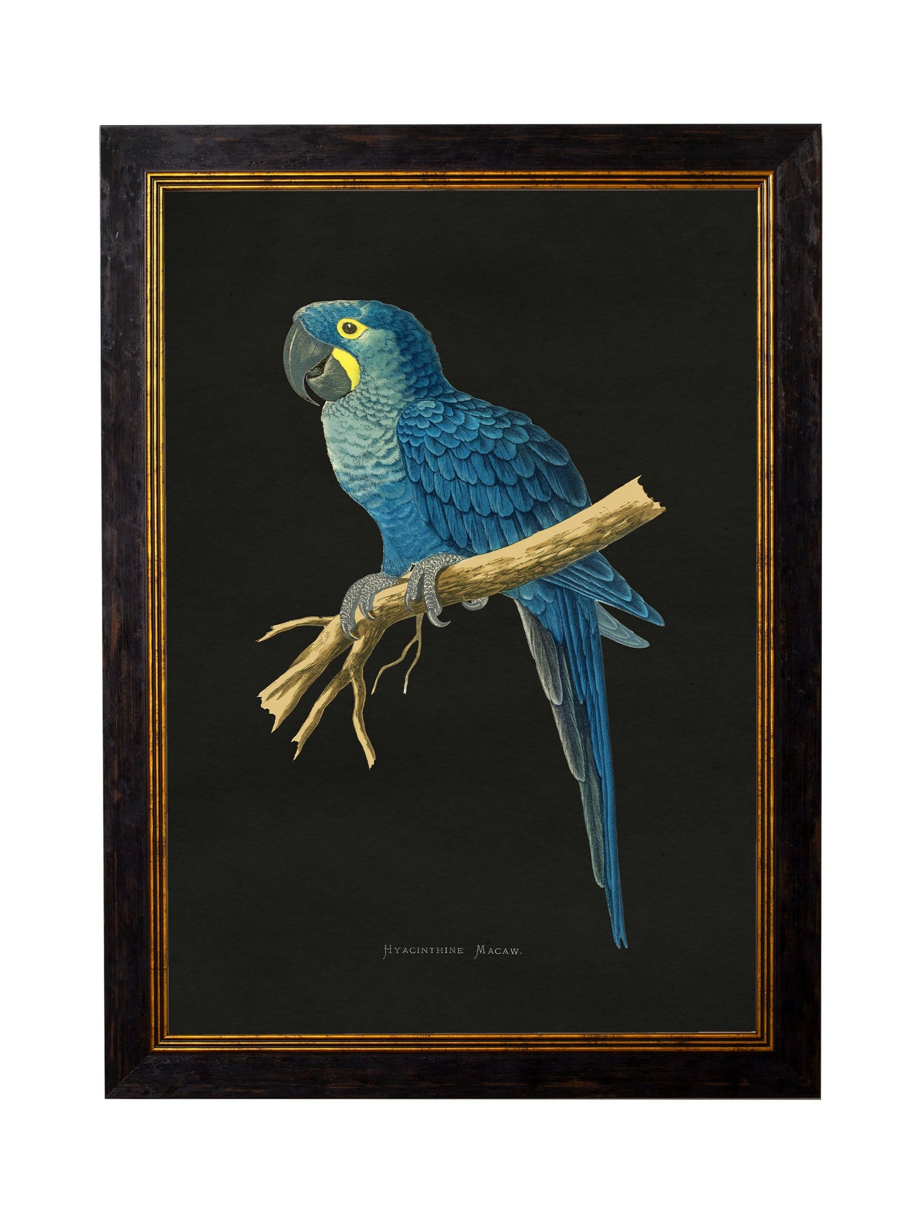 Rackhams Dark/Black C.1884 Macaws - Background - 38 X 50Cm - Hyacinthe Macaw