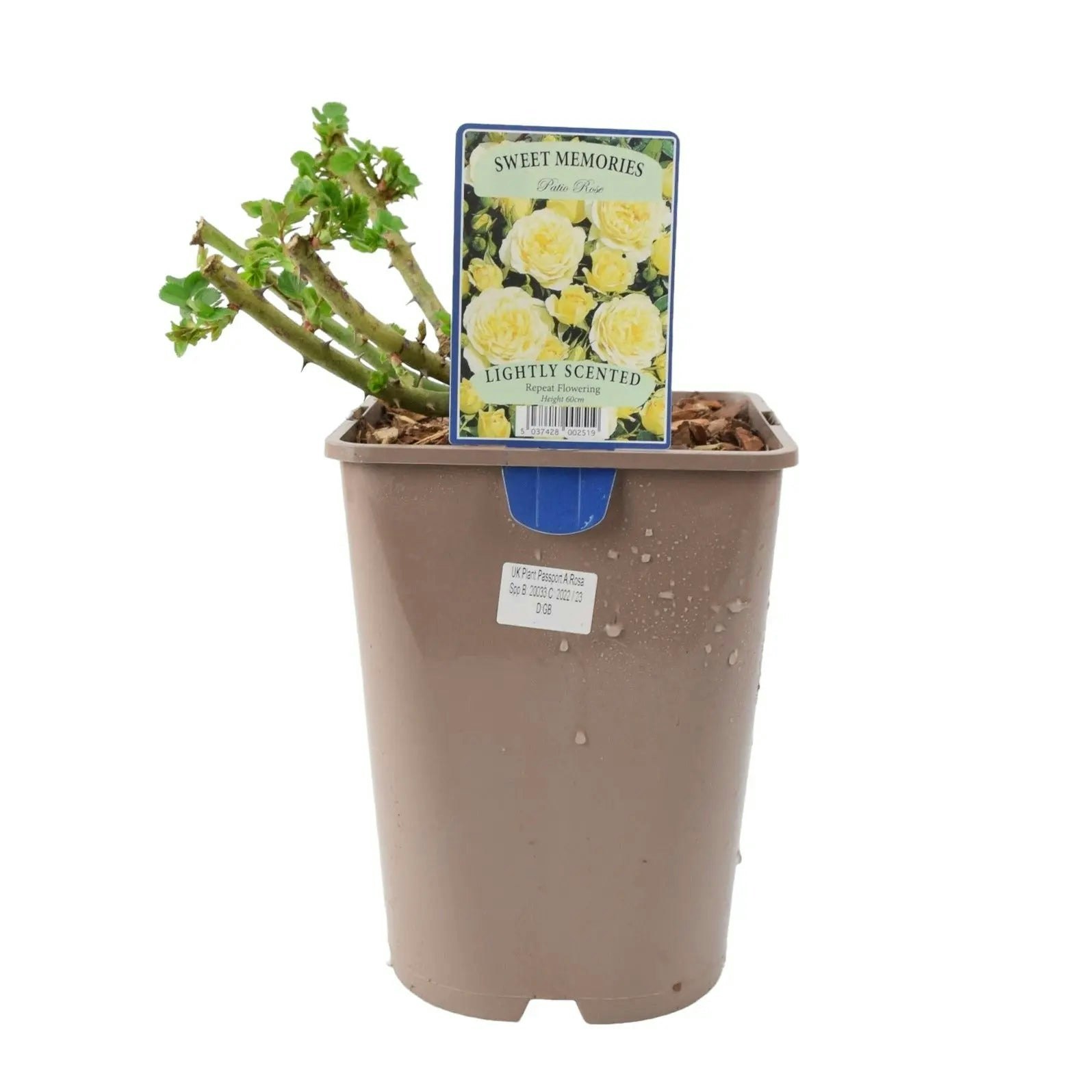 Plants By Post Yellow Sweet Memories Patio Rose 5.5L Pot – Compact And Fragrant Blooms - No Container