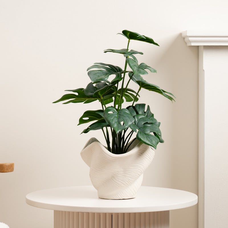 Scottish Everlastings 45Cm Variegated Monstera In Cement Shell Pot (D)