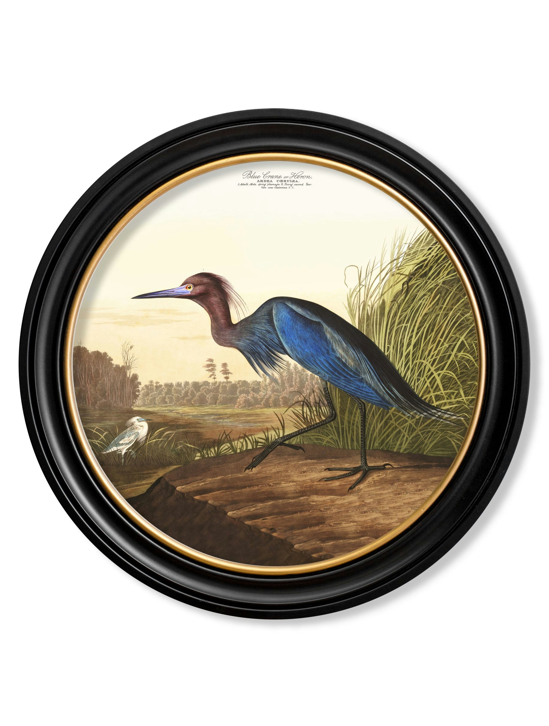 Rackhams Black/Blue C.1838 Audubon's Herons In Round Frames - 44 X 44Cm - Heron