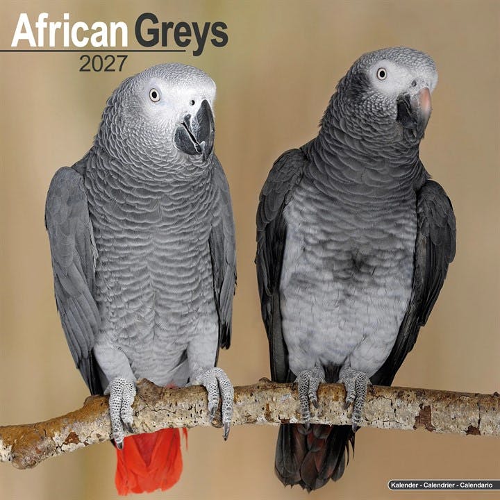 African Greys - Image 7