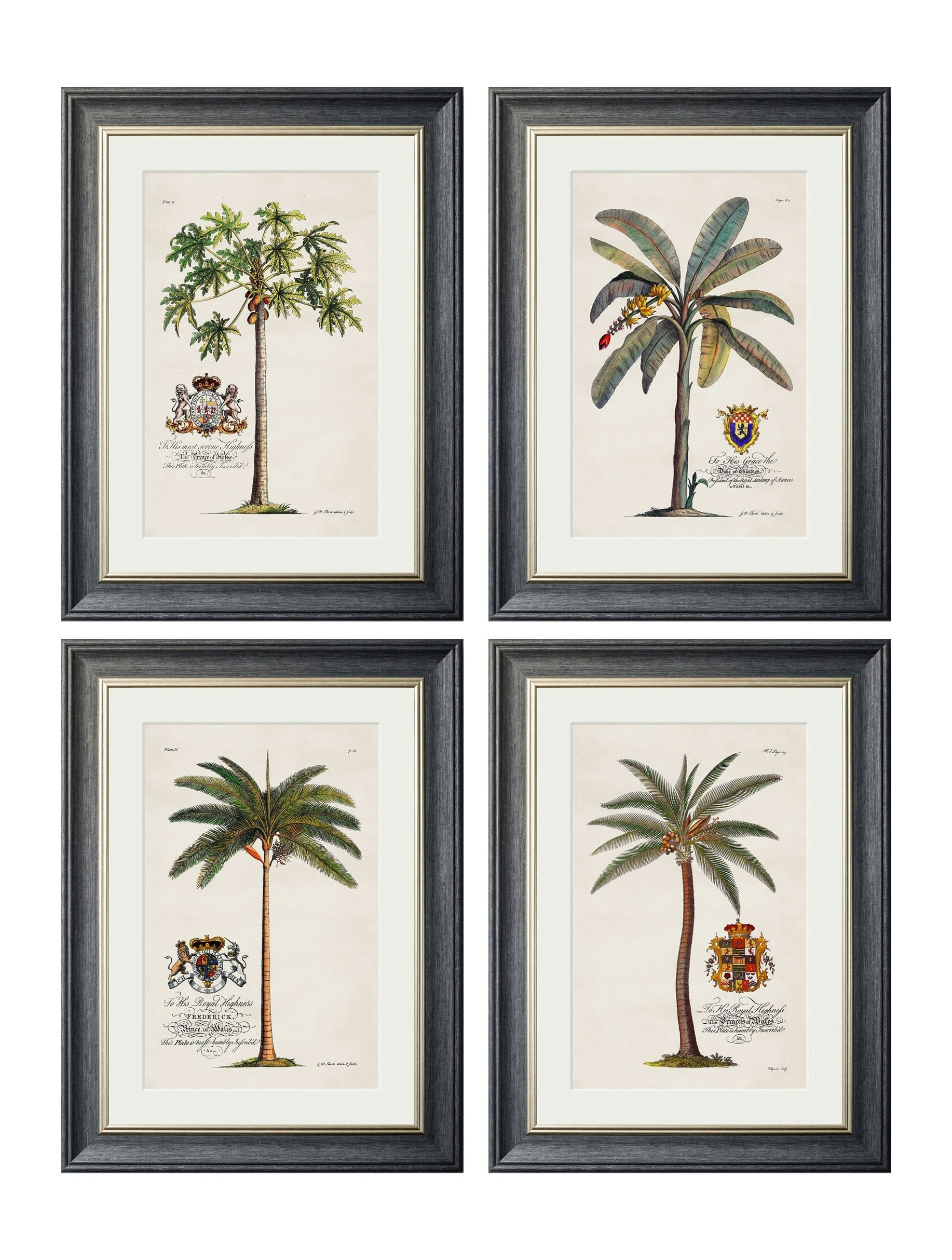 Rackhams Black Studies Of Palms - 38 X 50Cm - Collection Of 4