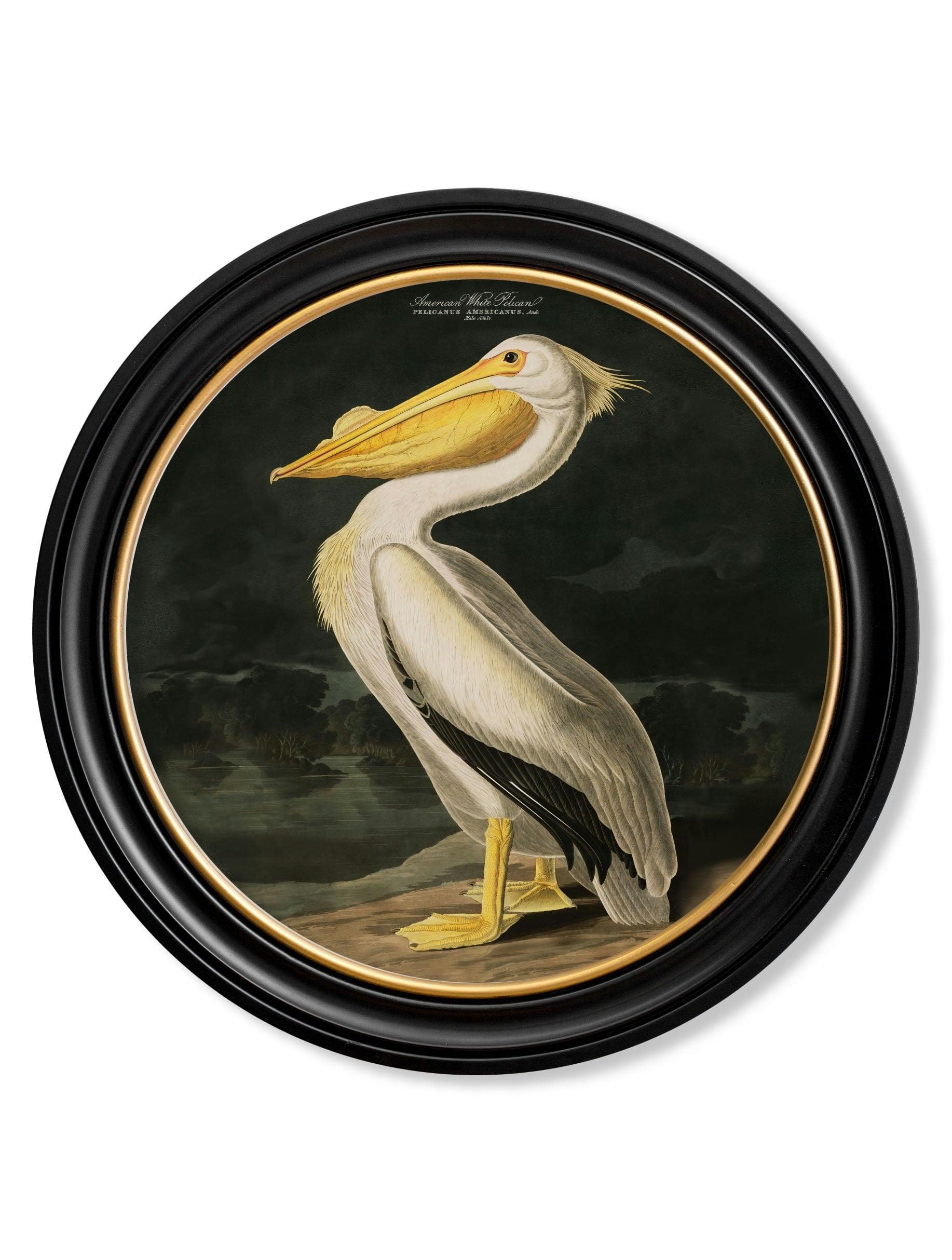 Rackhams Black/White C.1838 Audubon's Birds Of America In Round Frames - 44 X 44Cm - American Pelican