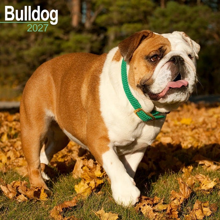 Rackhams Bulldog Calendar 2027, Wall Calendars, Month To View, Dogs, Gift - Image 7