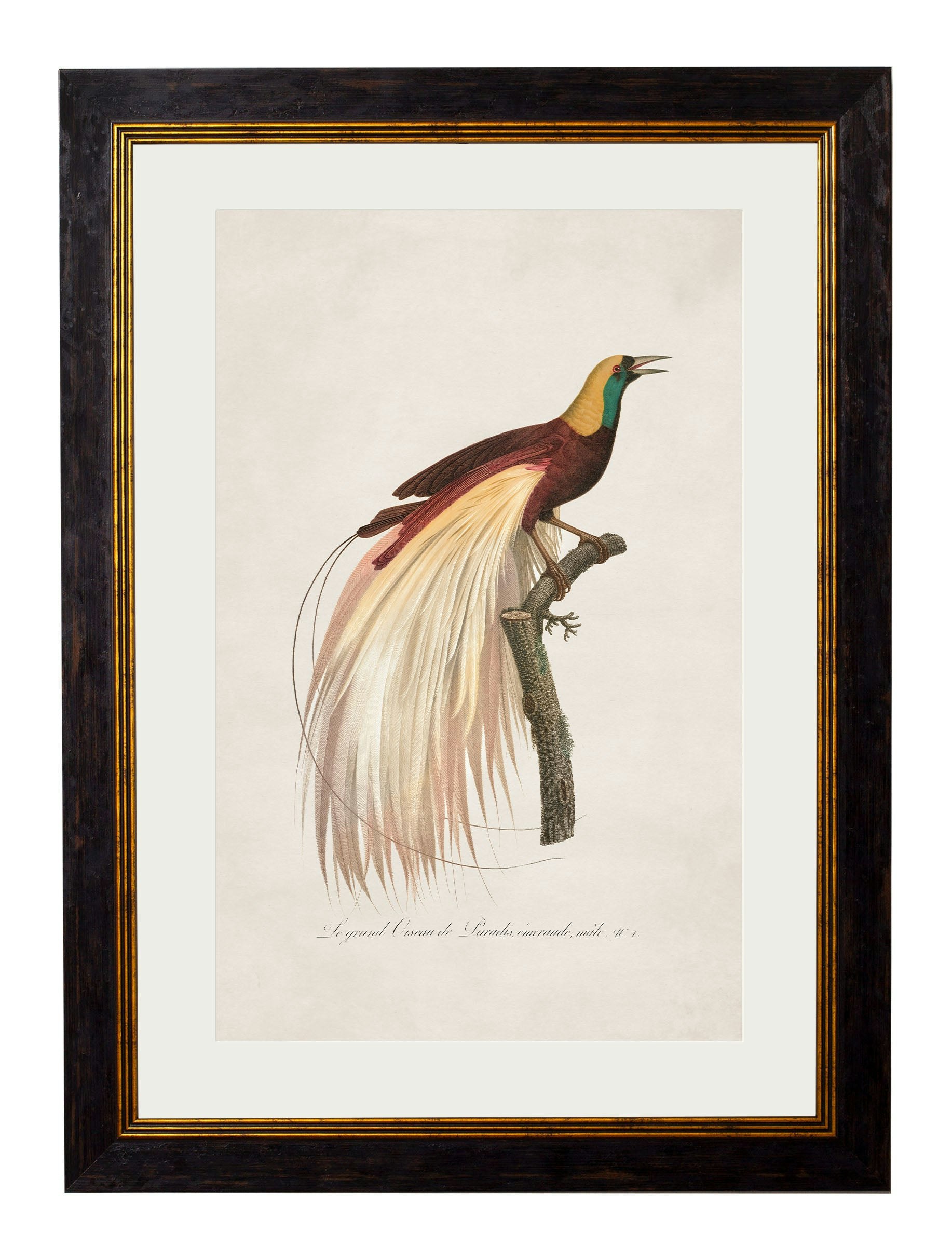 Rackhams Black C.1809 Birds Of Paradise - 38 X 50Cm - Right Facing Bird Of Paradise