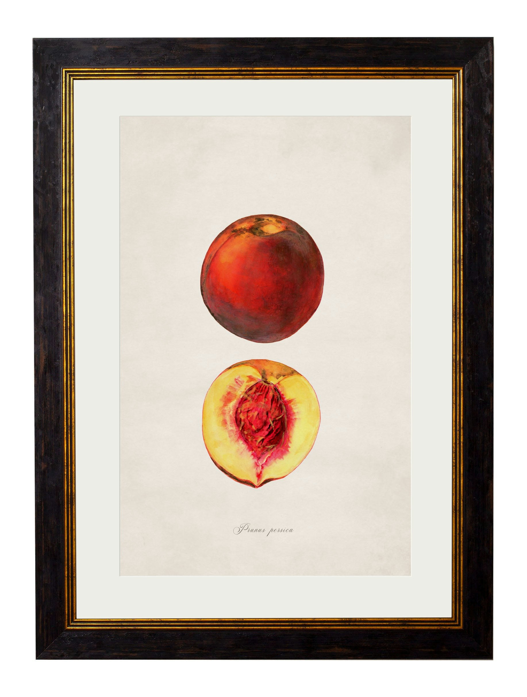 Rackhams Black/Peach C.1886 Studies Of Fruit - 38 X 50Cm