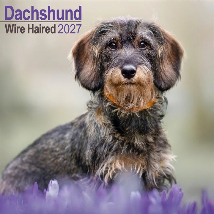 Wirehaired Dachshund - Image 7