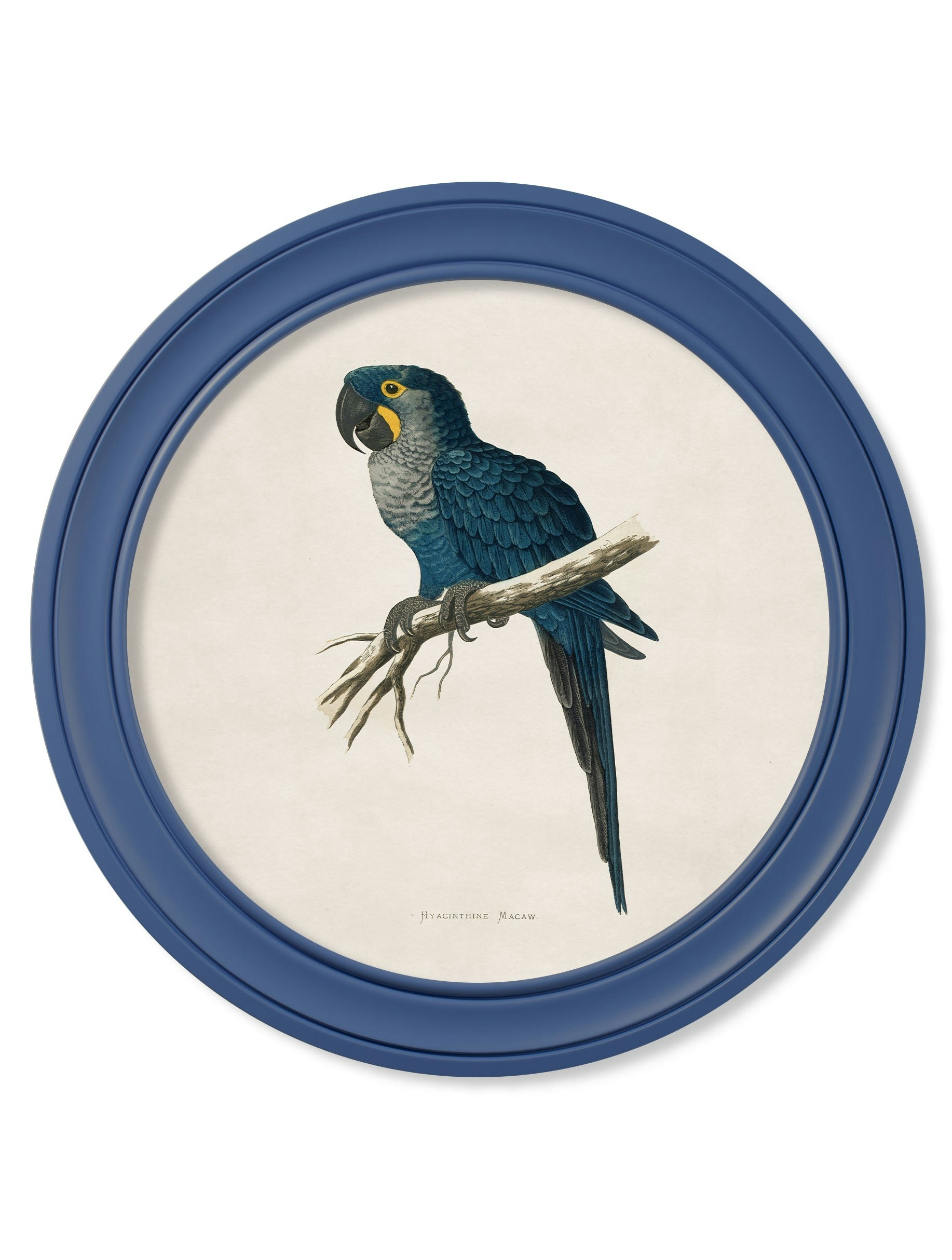 Exceptional Art Blue C.1884 Collection Of Macaws In Round Frames - 70 X 70Cm - Hyacinthe Macaw