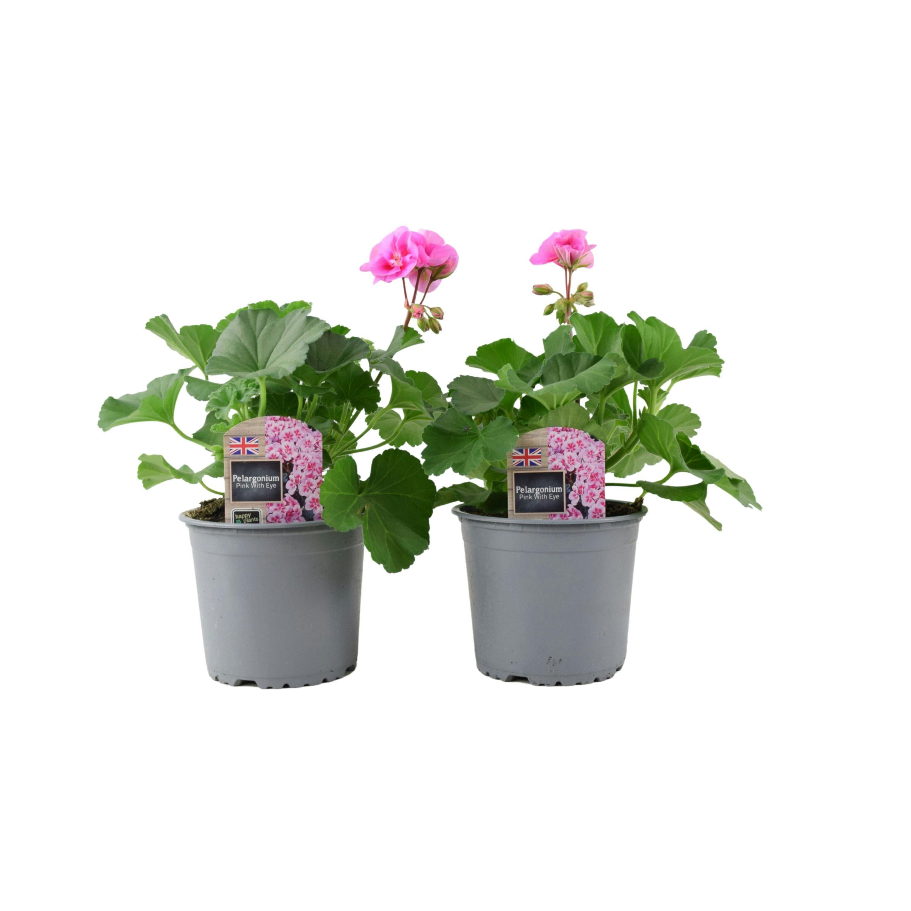 Pink Zonal Geranium Upright Mixed Colours – Set Of 2 X 1L Potted Plants - With Eye
