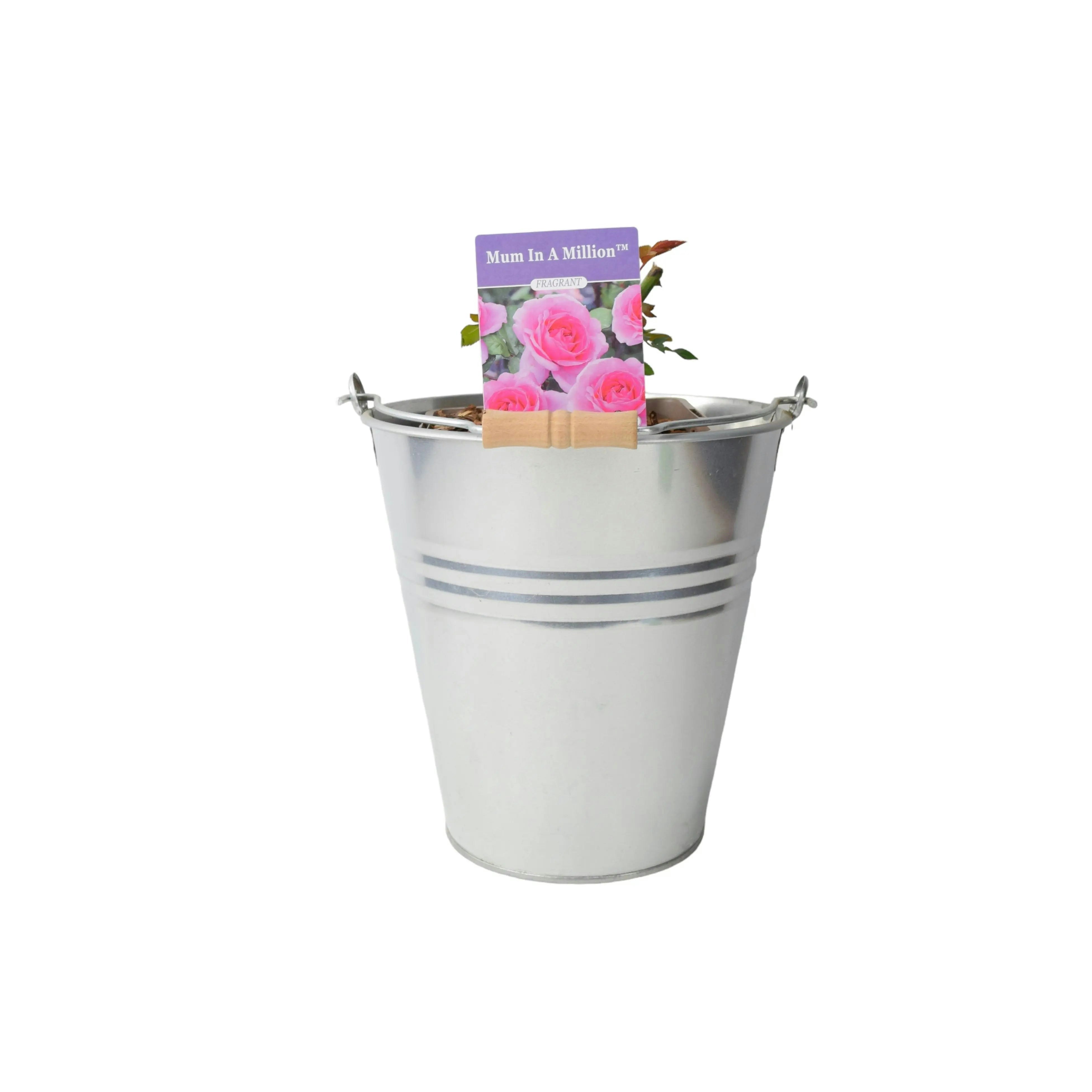 Plants By Post Pink Mum In A Million Rose Bush – Fragrant Shrub Rose In Pot - Metal Zinc Pail