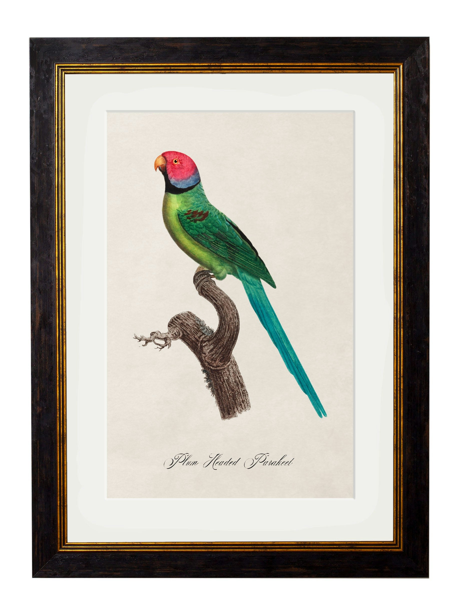 Rackhams Black C.1800's Collection Of Parrots - 38 X 50Cm - Plum Headed Parakeet