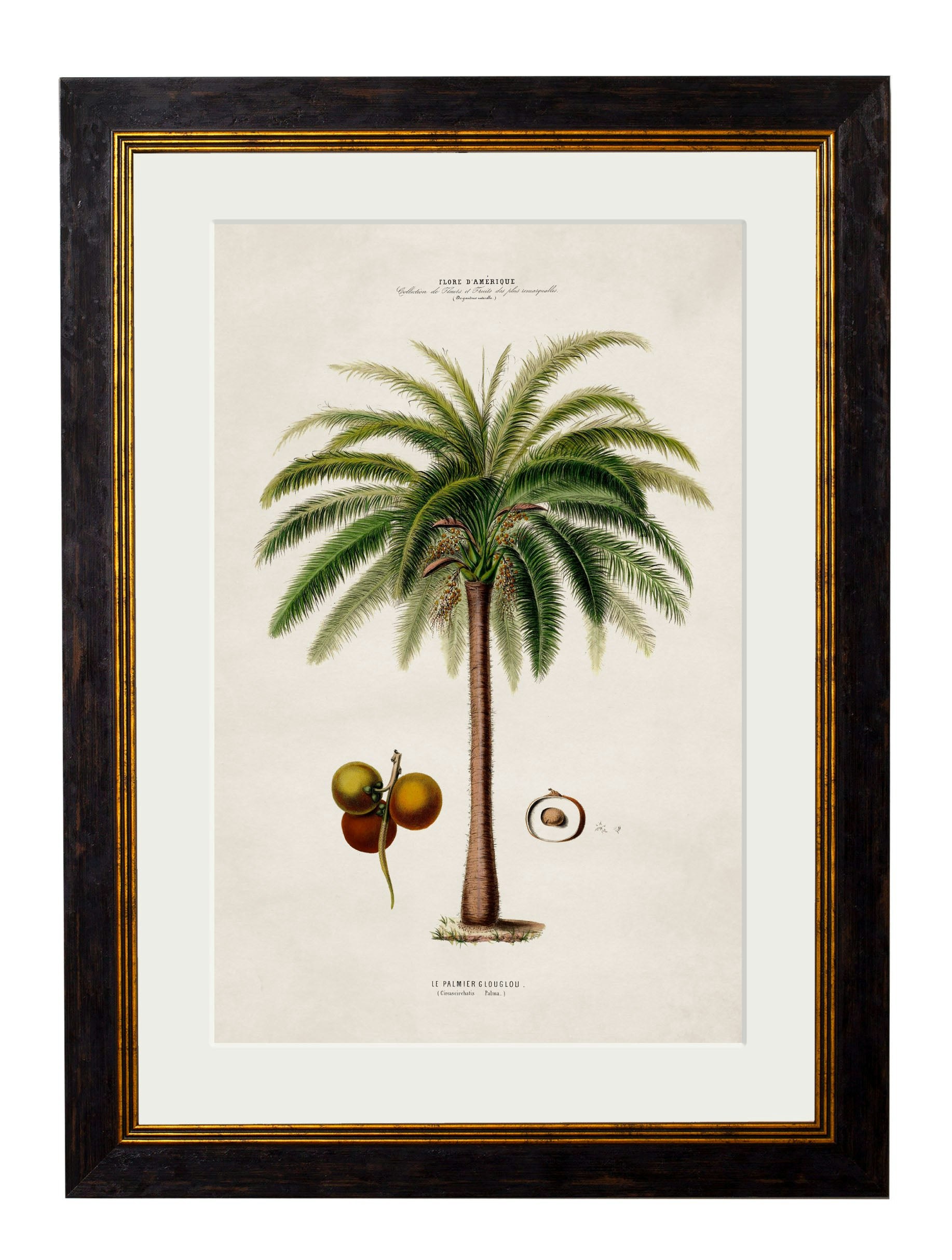 Rackhams Black C.1843 Studies Of South American Palm Trees - 38 X 50Cm - Macaw Palm
