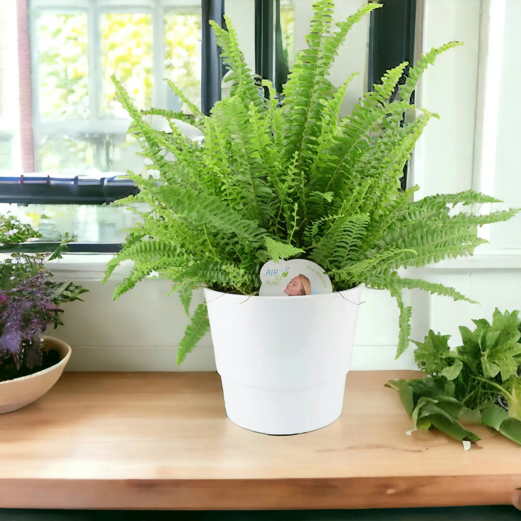 Plants By Post White Boston Fern Large In Ceramic Pot - Air Purifying Houseplant