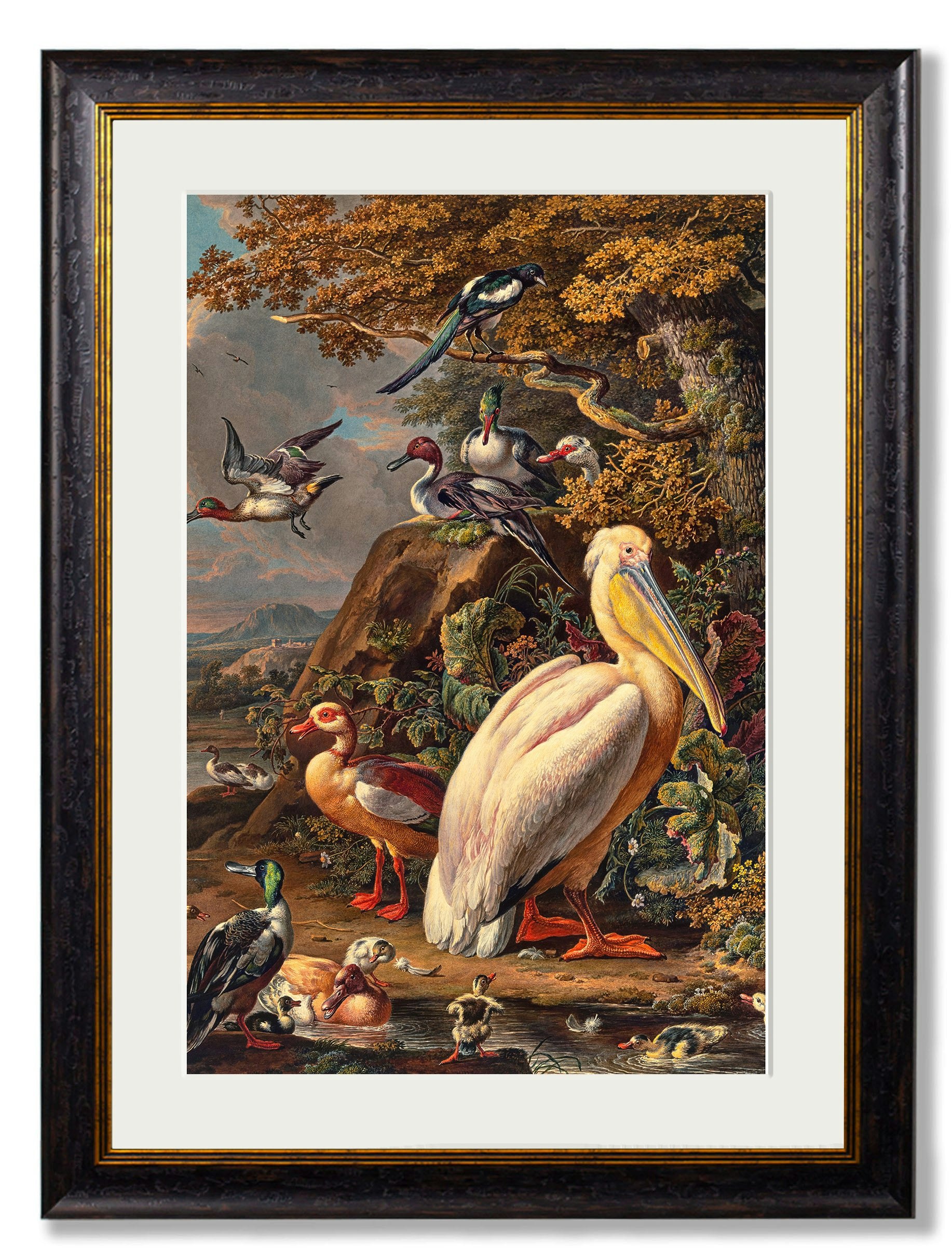 Rackhams C.1683 Pelican Painting - 38 X 50Cm - Mounted