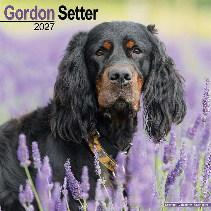 Rackhams Gordon Setter Calendar 2027, Wall Calendars, Month To View, Dogs, Gift - Image 8