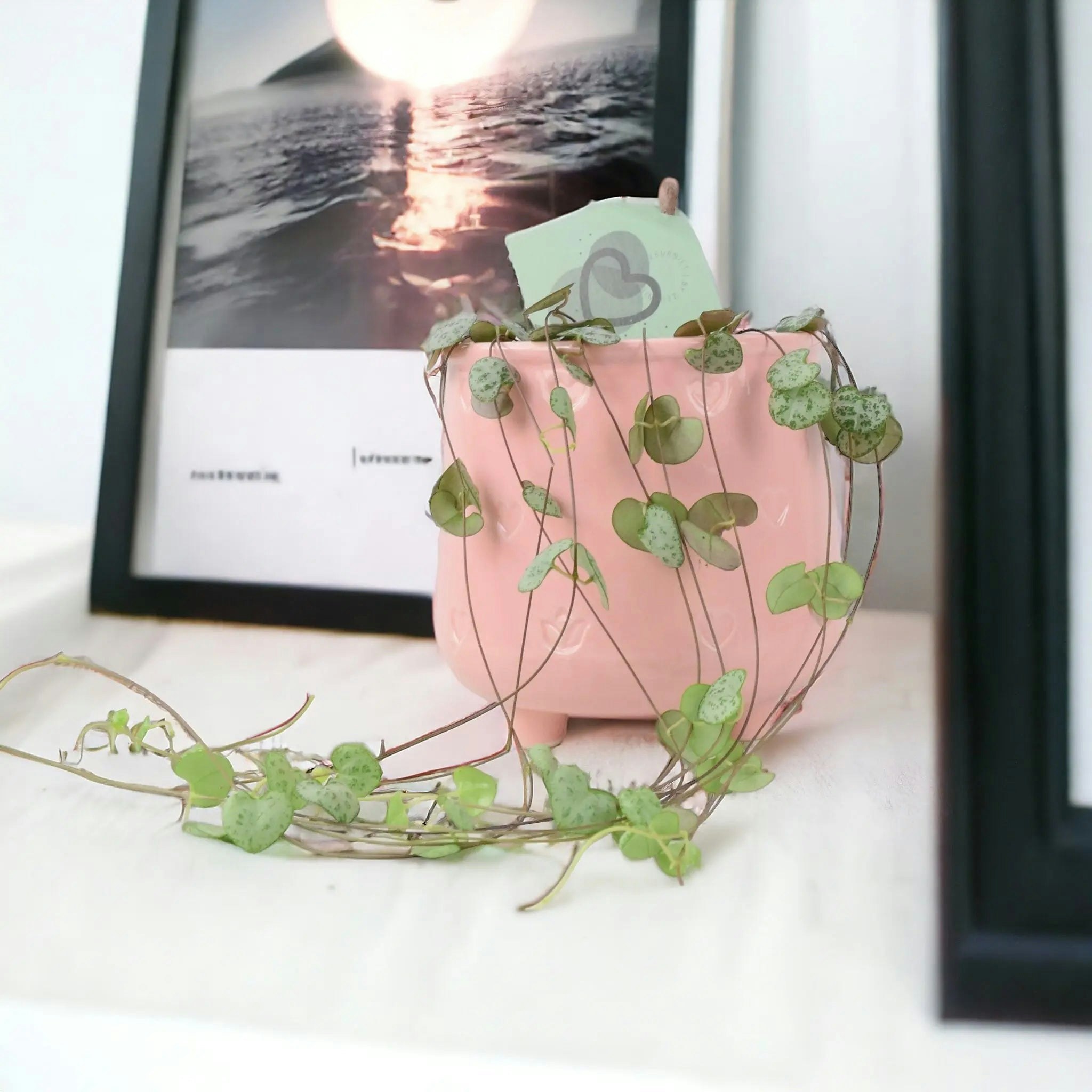 Plants By Post Pink String Of Hearts Plant 8.5Cm Pot – Ceropegia Woodii Indoor Trailing Houseplant - Ceramic Embossed Hearts