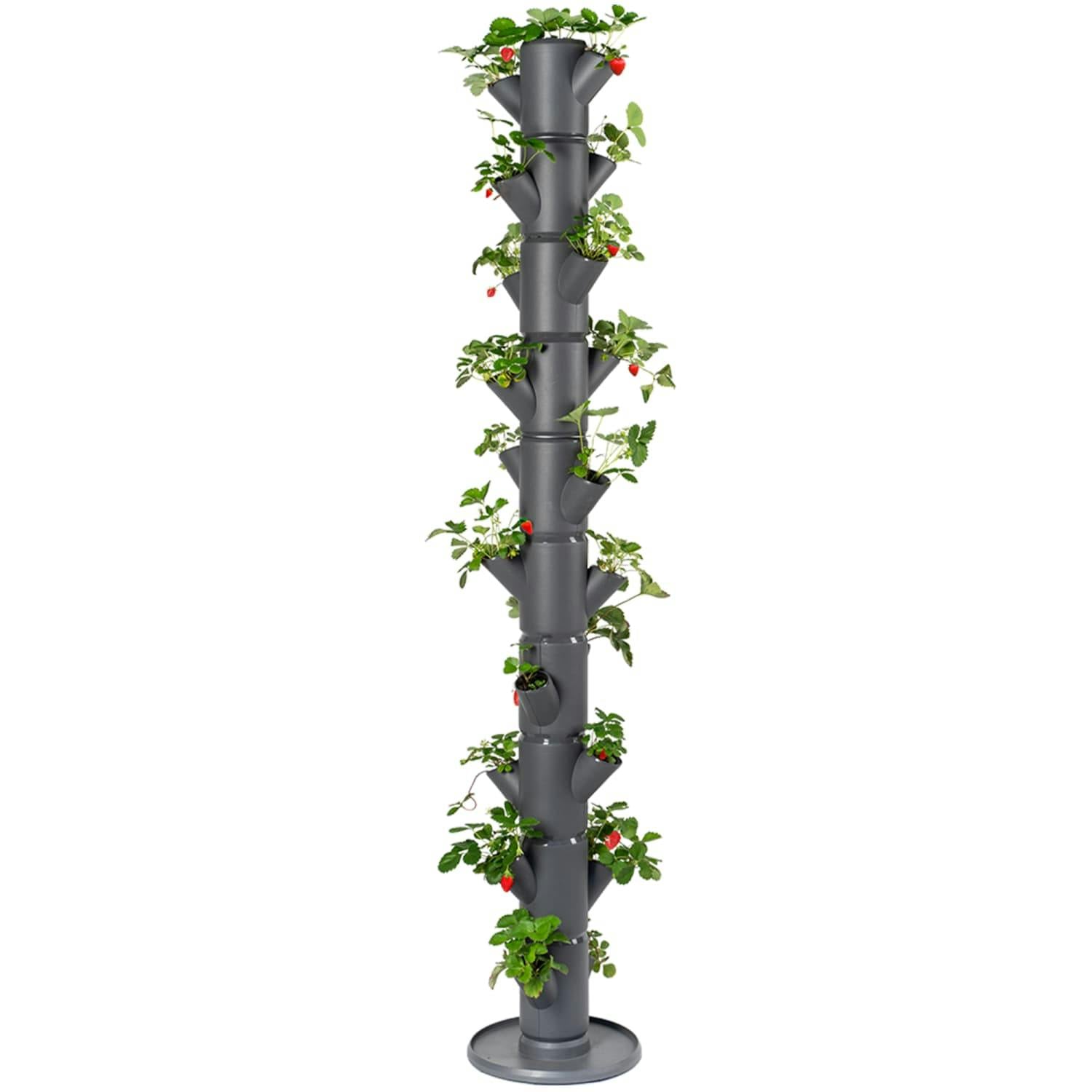 Gusta Garden Anthracite Sissi Strawberry Easy-Watering Strawberry Tree - Infinity