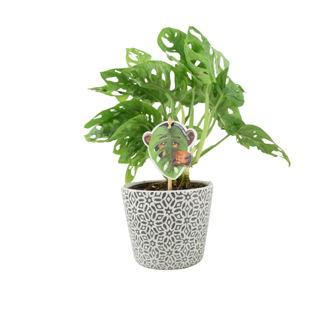 Plants By Post Grey Monstera Monkey Cheese Plant - Swiss Cheese Plant Tropical Houseplant - Ceramic Old Style