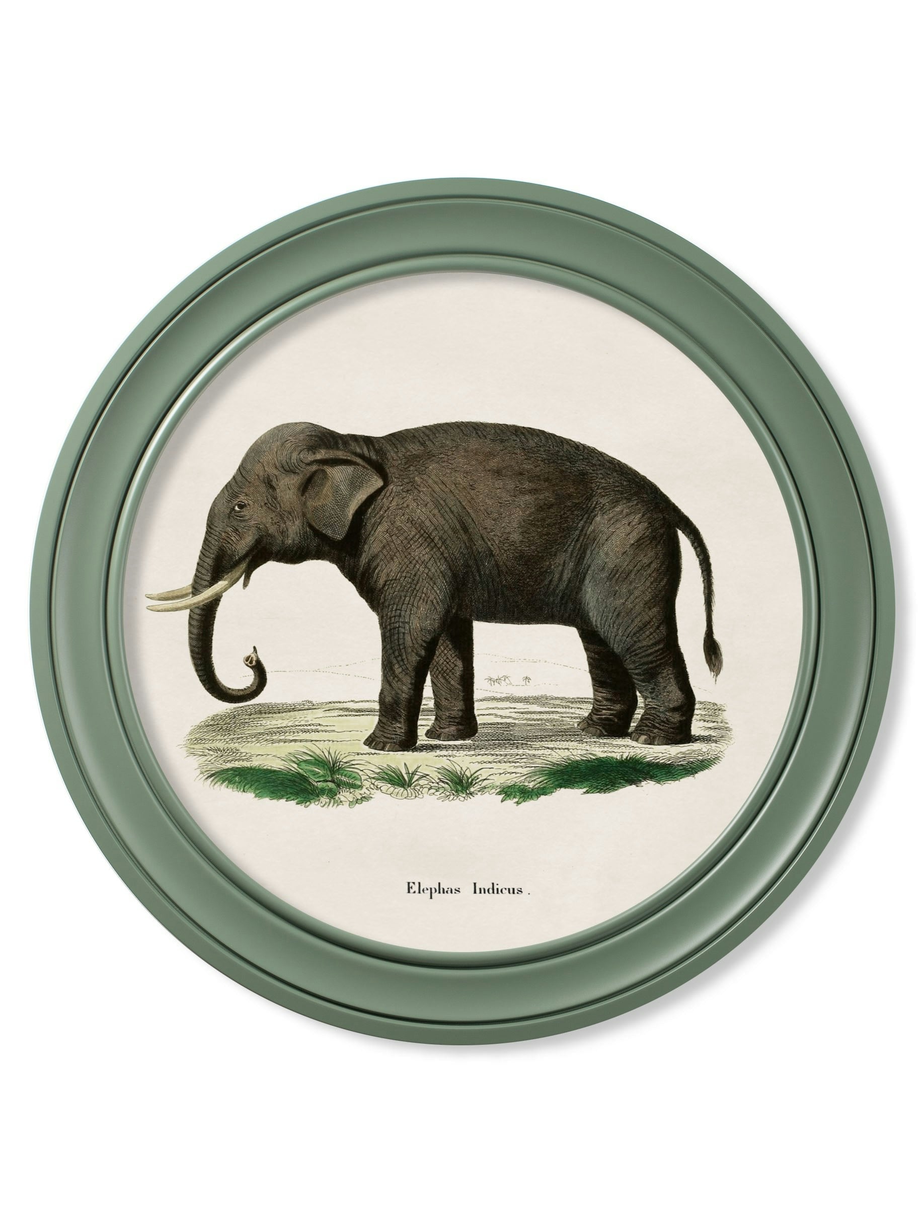 Rackhams Green C.1846 Elephants In Round Frame - 70 X 70Cm - Left Facing Elephant