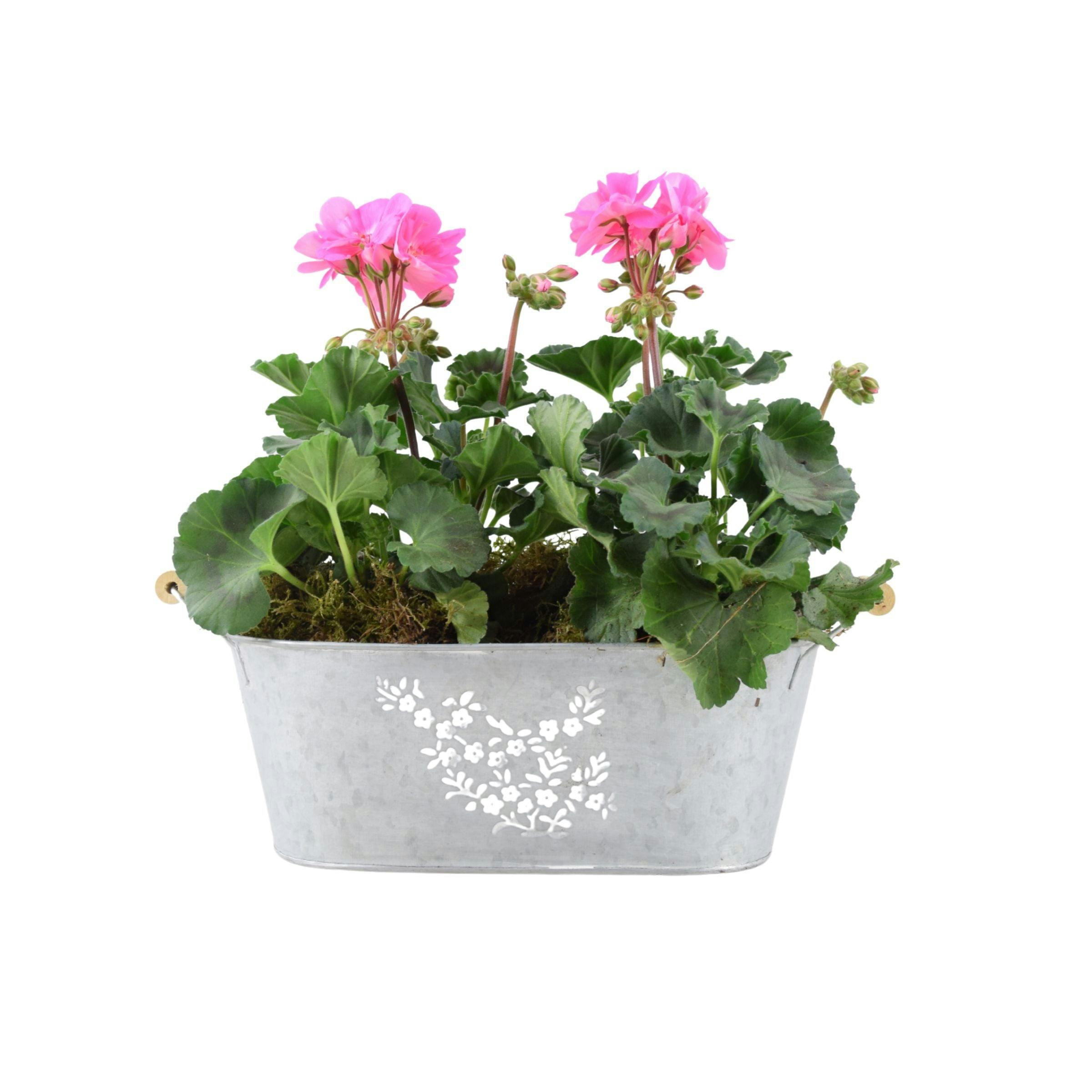 Pink Zonal Geranium In Floral Trough - Vibrant Garden Display
