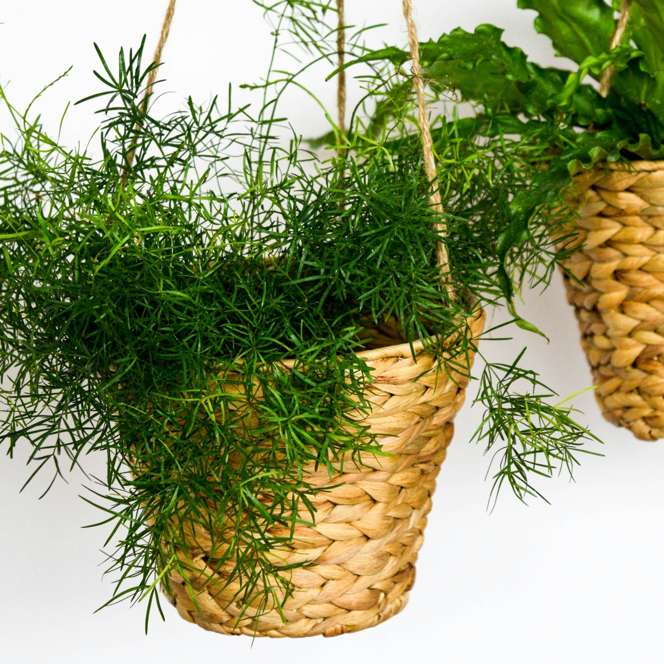 Rackhams Hanging Water Hyacinth Planters Set Of 2