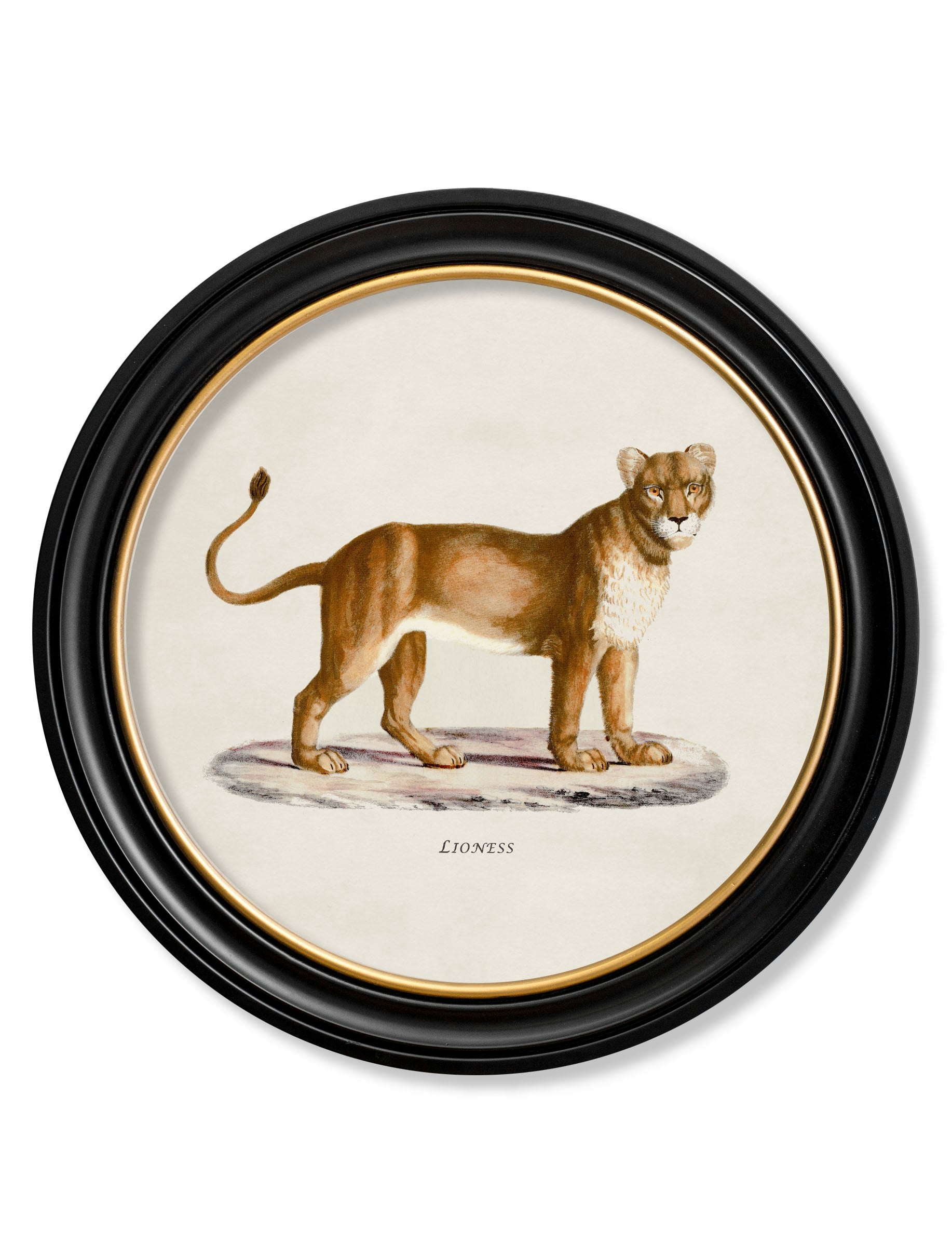 Rackhams Black C.1800s Lion & Lioness - Round Frames - 70 X 70Cm - Lioness