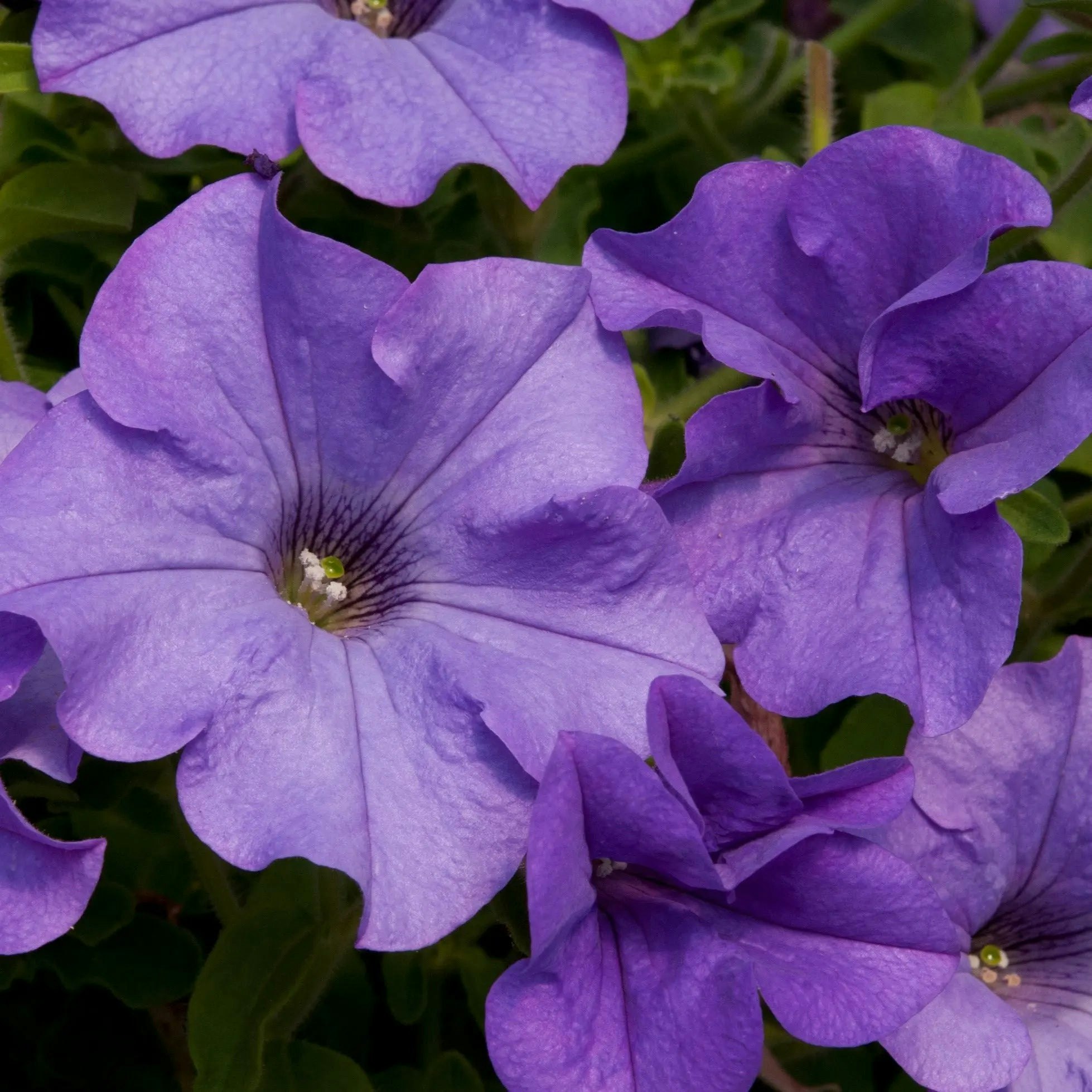 Plants By Post Heavenly/Blue Petunia Surfinia 9Cm In Recyclable Pots X 3 Plants