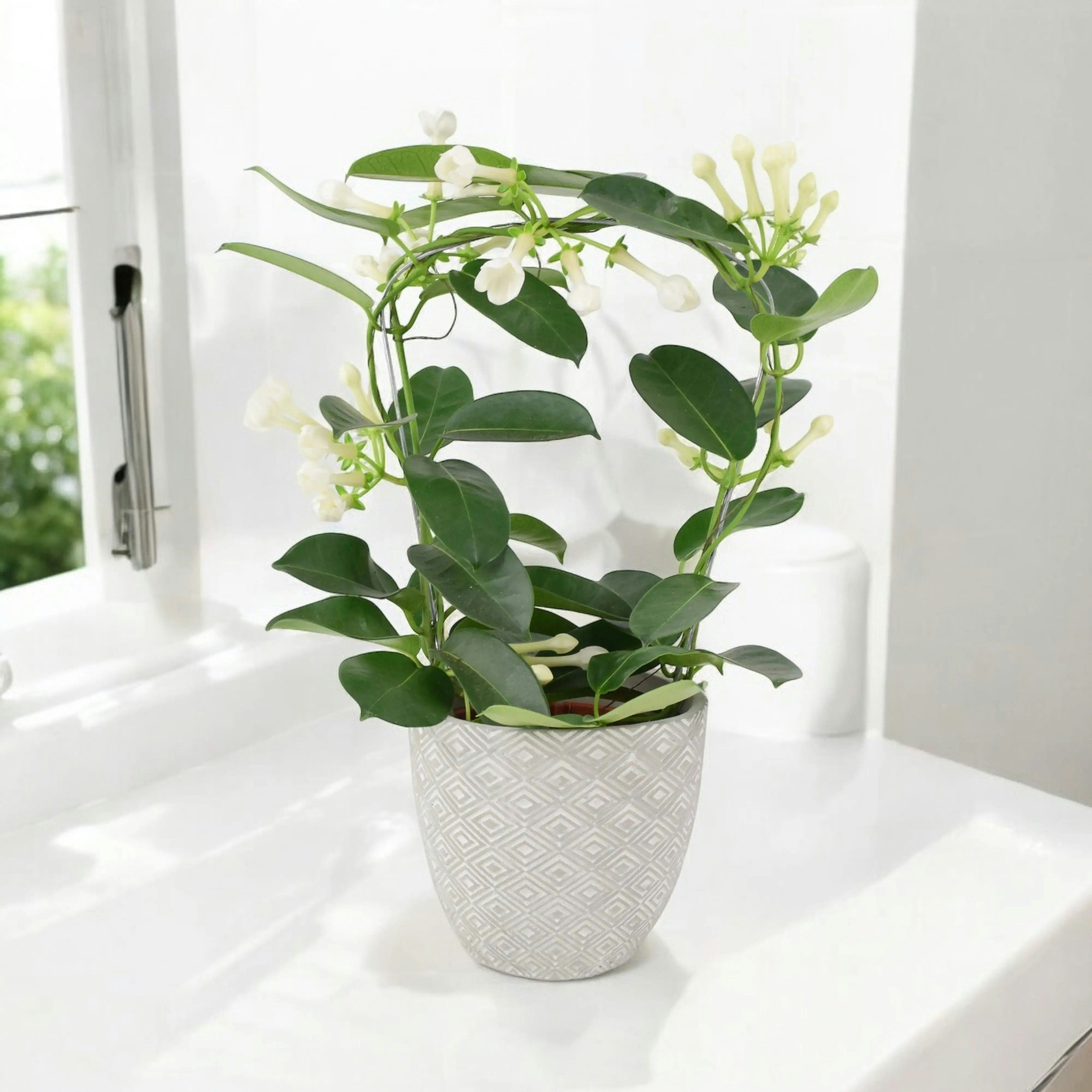 Plants By Post White Stephanotis Jasmine Hoop - Fragrant Indoor Flowering Plant - Concrete Aztec