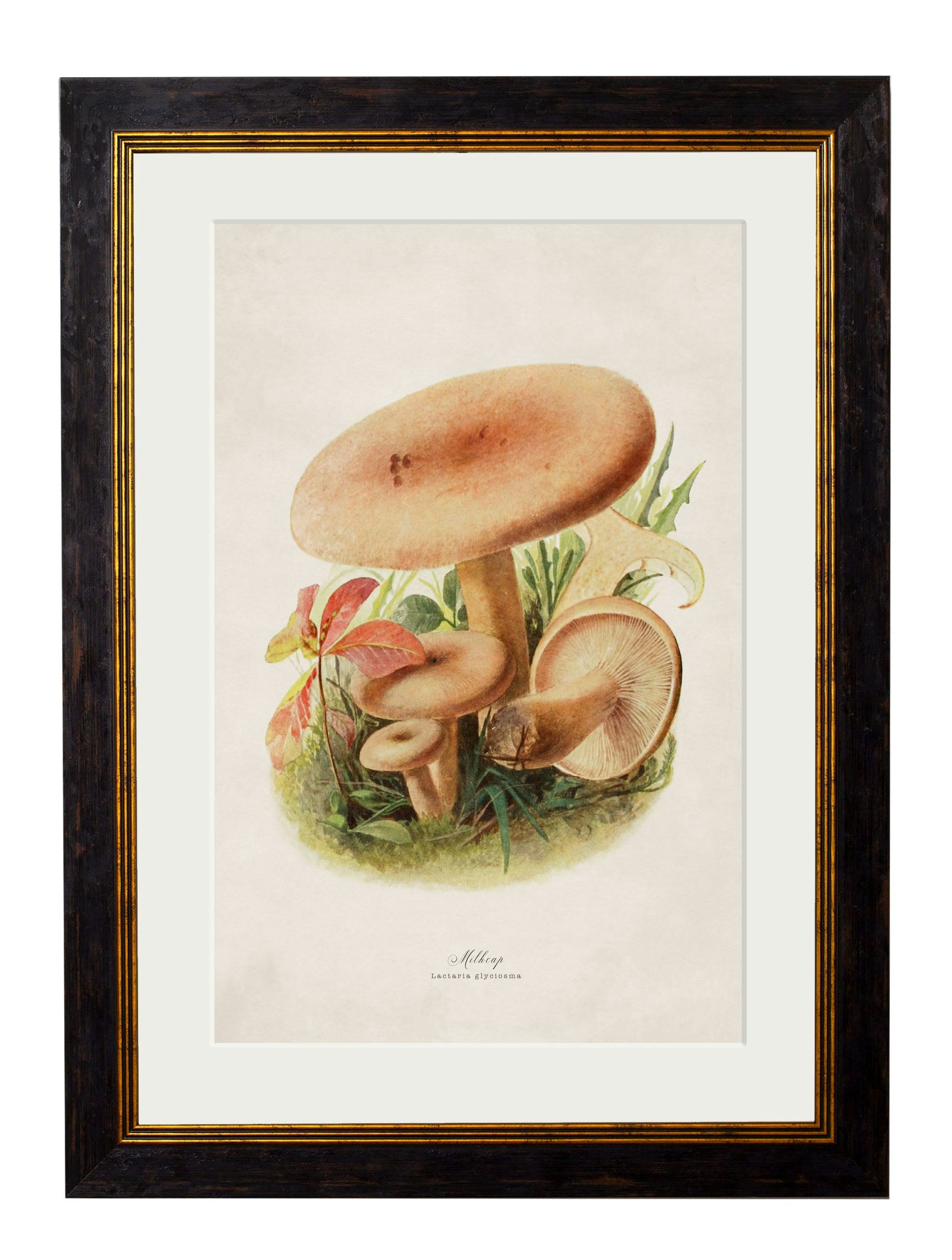 Rackhams Black C.1913 Edible Mushrooms - 50 X 70Cm - Milkcap