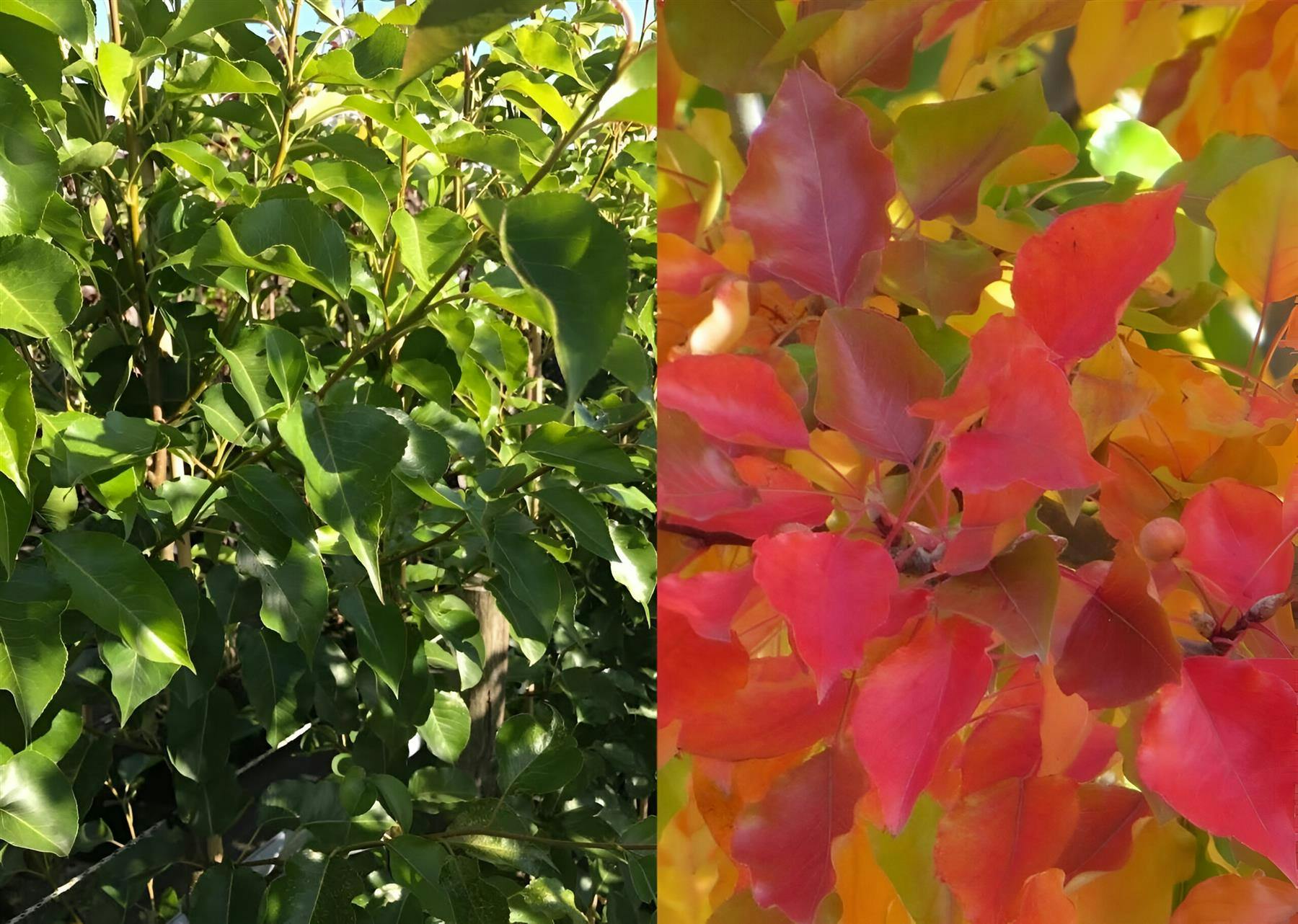 Direct Plants White/Green/Red Pyrus Chanticleer Ornamental Pear Tree 5-6Ft Supplied In A 7.5 Litre Pot - Pot - 1 - Pear