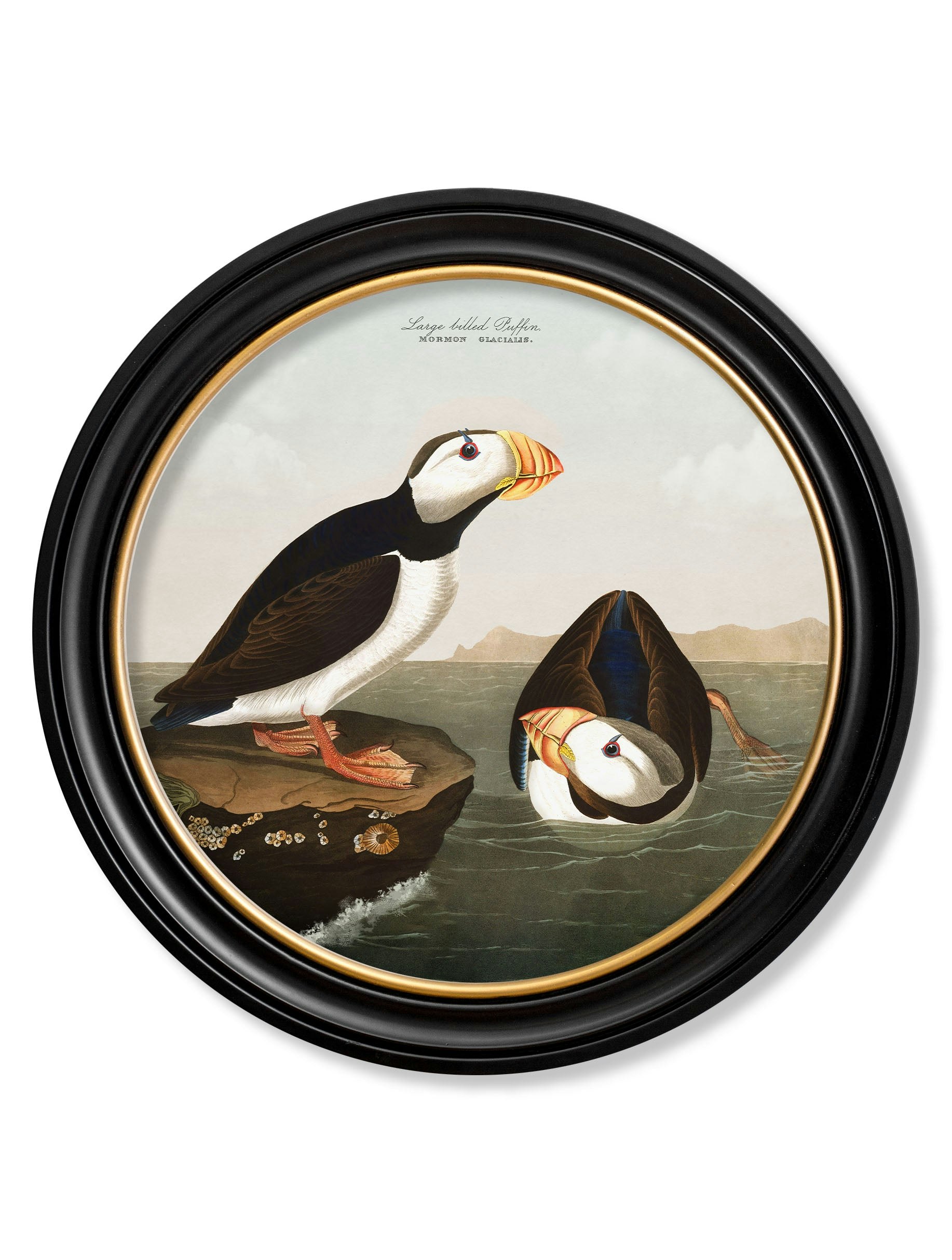 Rackhams Black C.1838 Audubon's Puffins - Round Frame - 70 X 70Cm - Large Billed Puffin