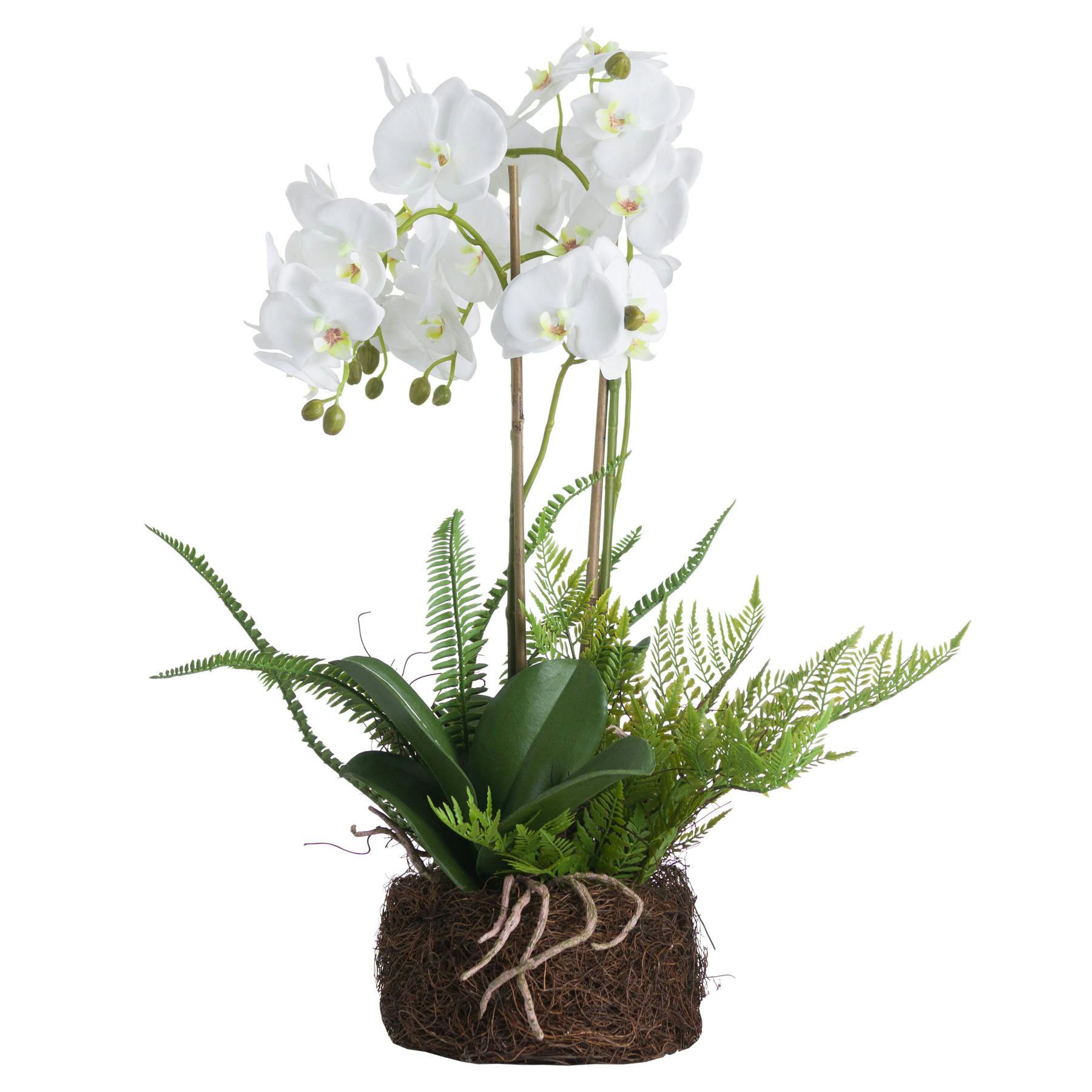 Hill Interiors Orchid And Fern Garden - White - Image 2