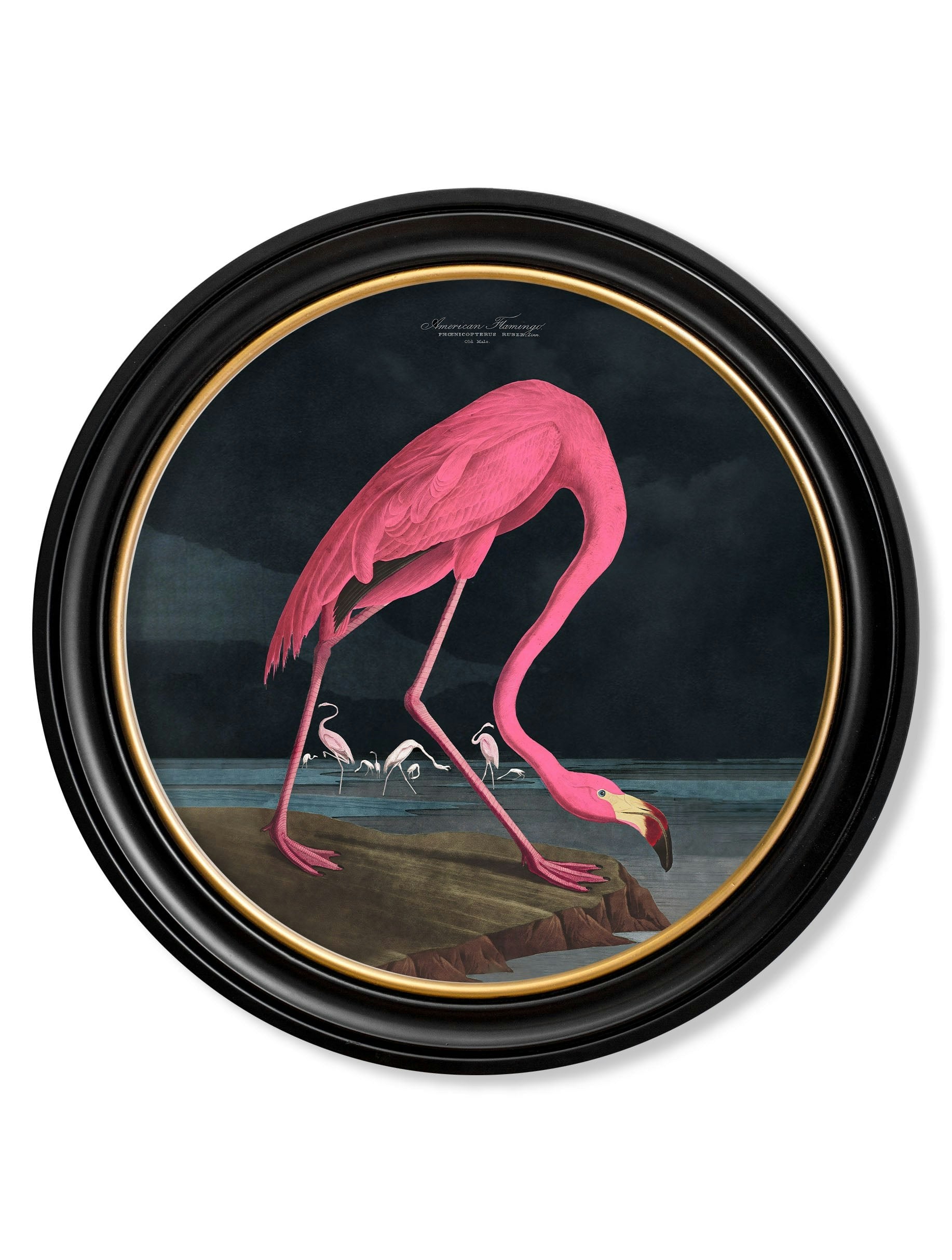 Rackhams Dark C.1838 Audubon's Flamingo - Round Frame - 70 X 70Cm - Oxford Round