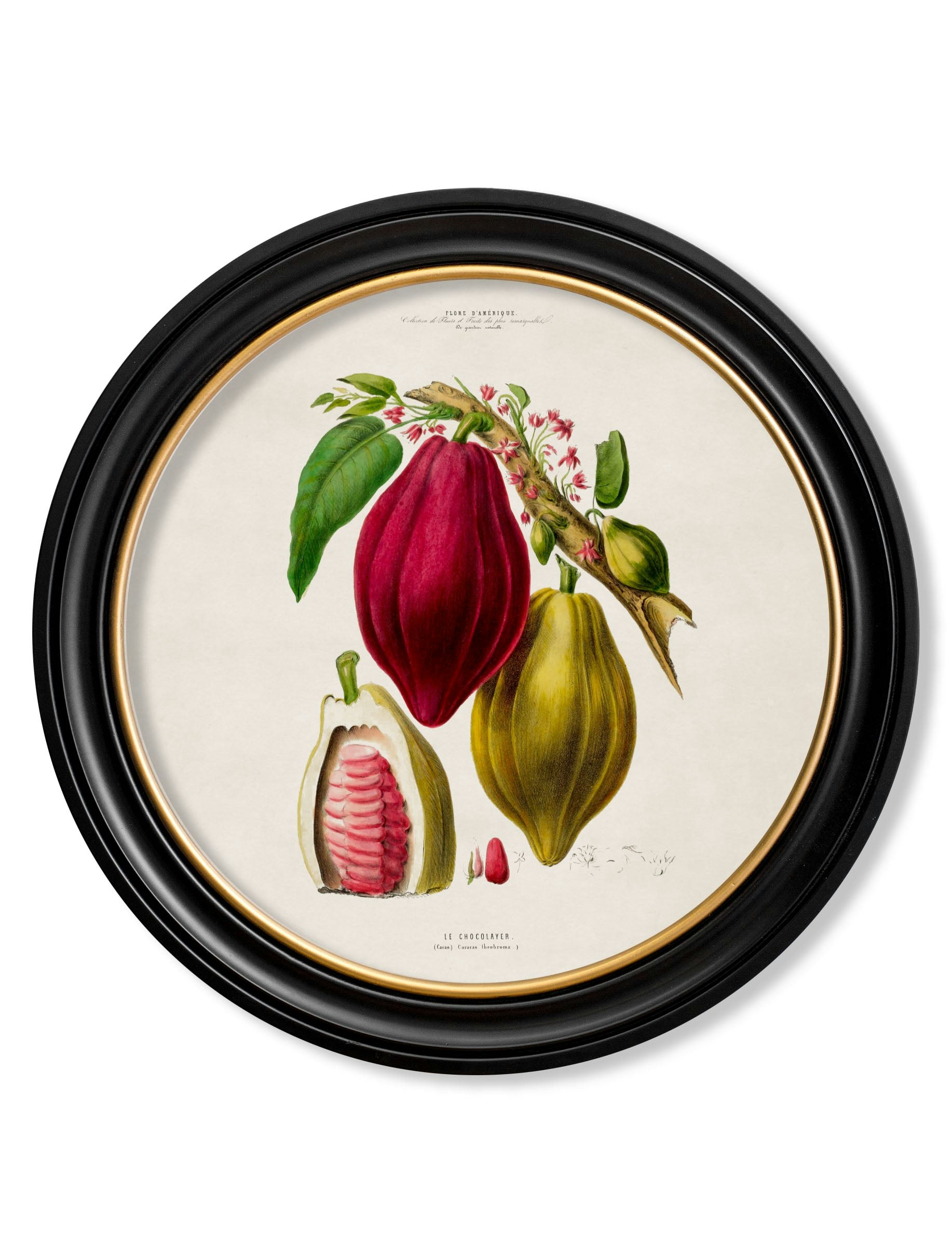 Rackhams C.1843 Chocolate Plant - Round Frame - 70X 70Cm - Oxford Round