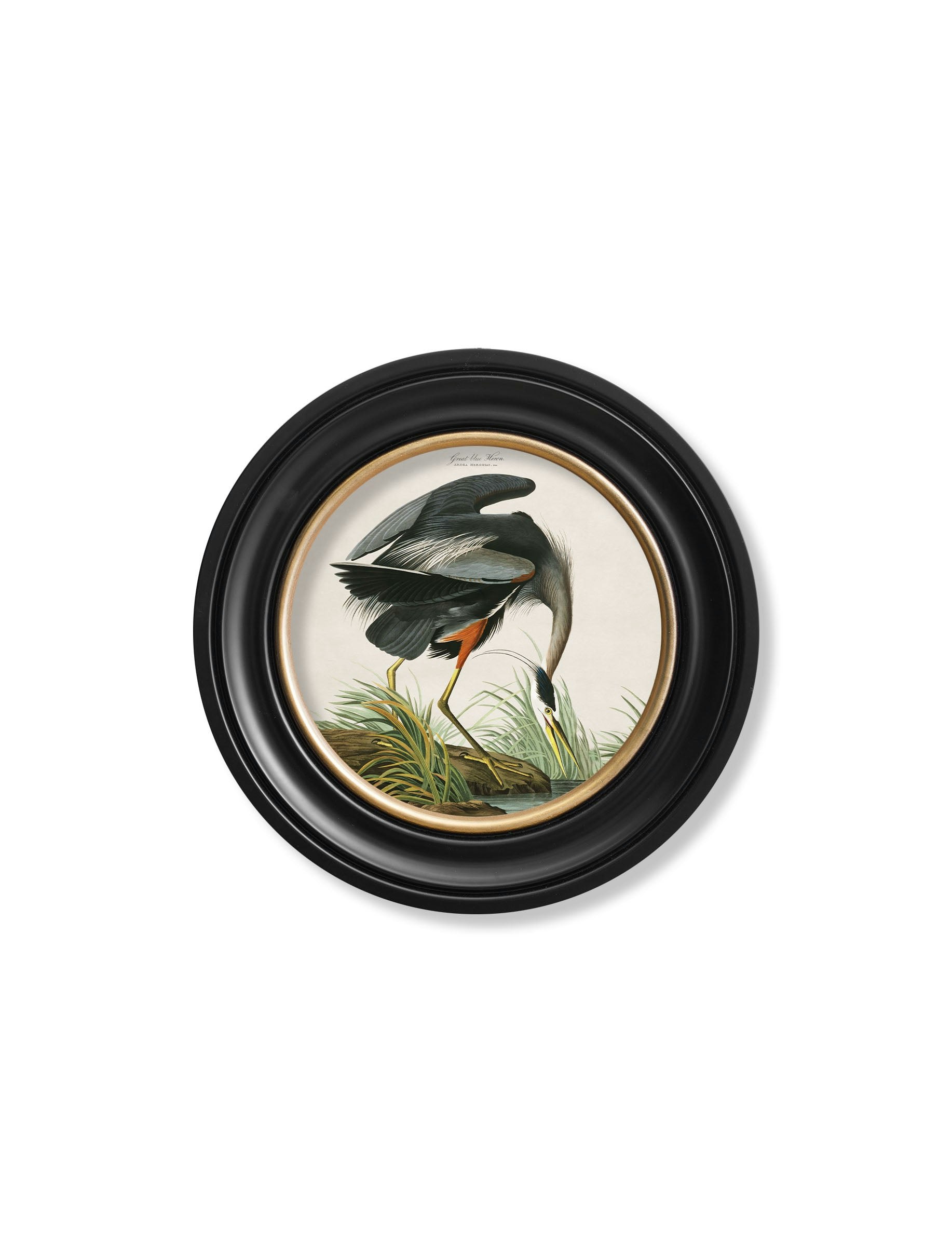 Rackhams Blue C.1838 Audubon's Great Heron - 44 X 44Cm - Oxford Round - Great Heron