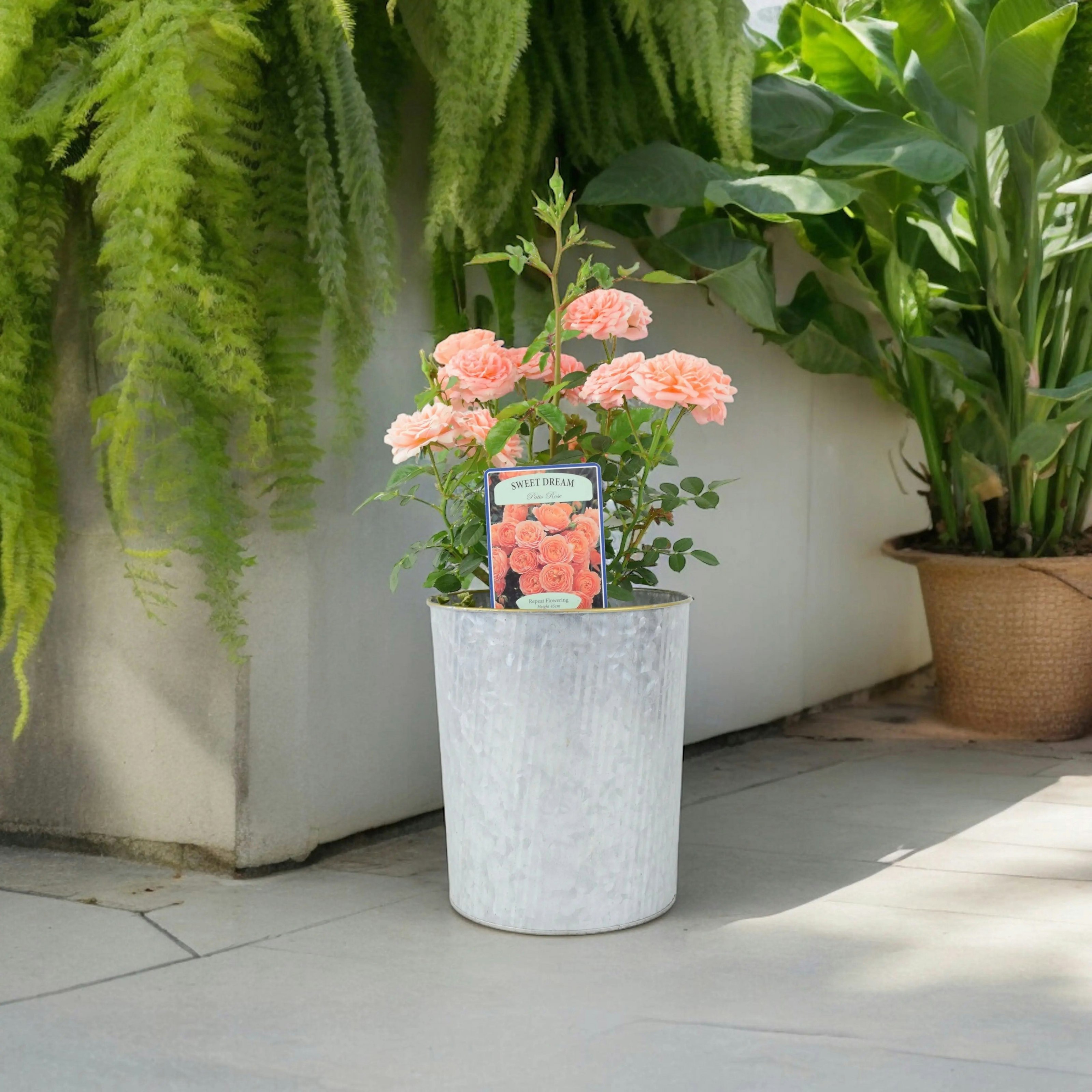 Plants By Post Rose Sweet Dream 4L Pot Peachy Apricot Patio Rose - Metal Vertical Line Zinc