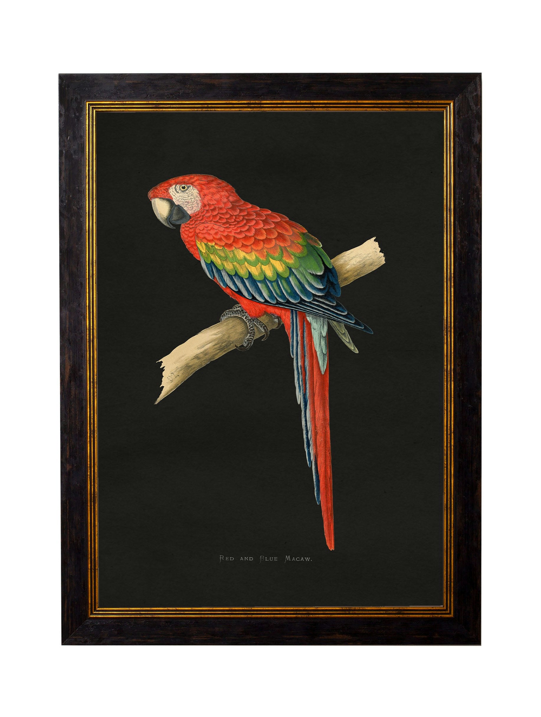 Rackhams Dark/Black/Red C.1884 Macaws - Background - 38 X 50Cm - And Blue Macaw